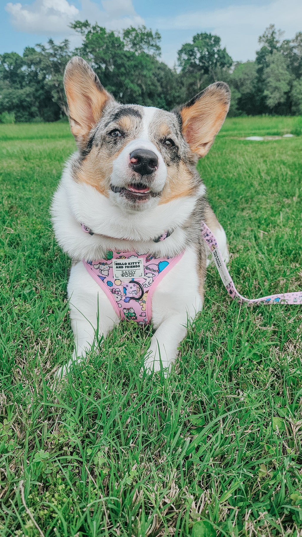 Dog Collar - Hello Kitty® & Friends Flower Festival