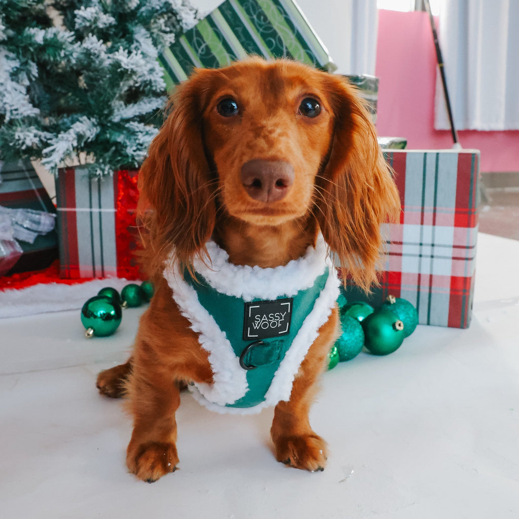 Dog Adjustable Harness - Nice