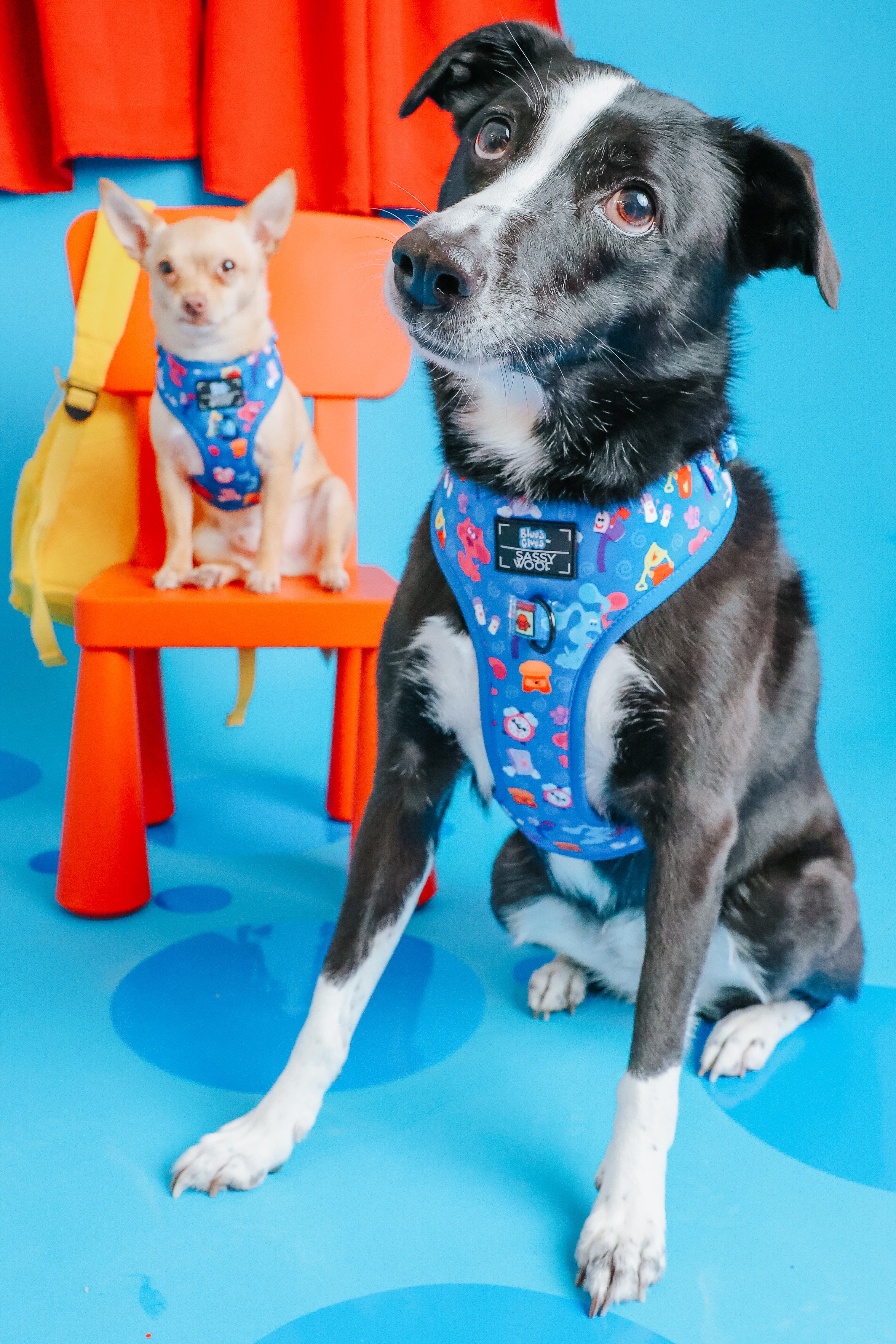 Dog Adjustable Harness - Blue's Clues™