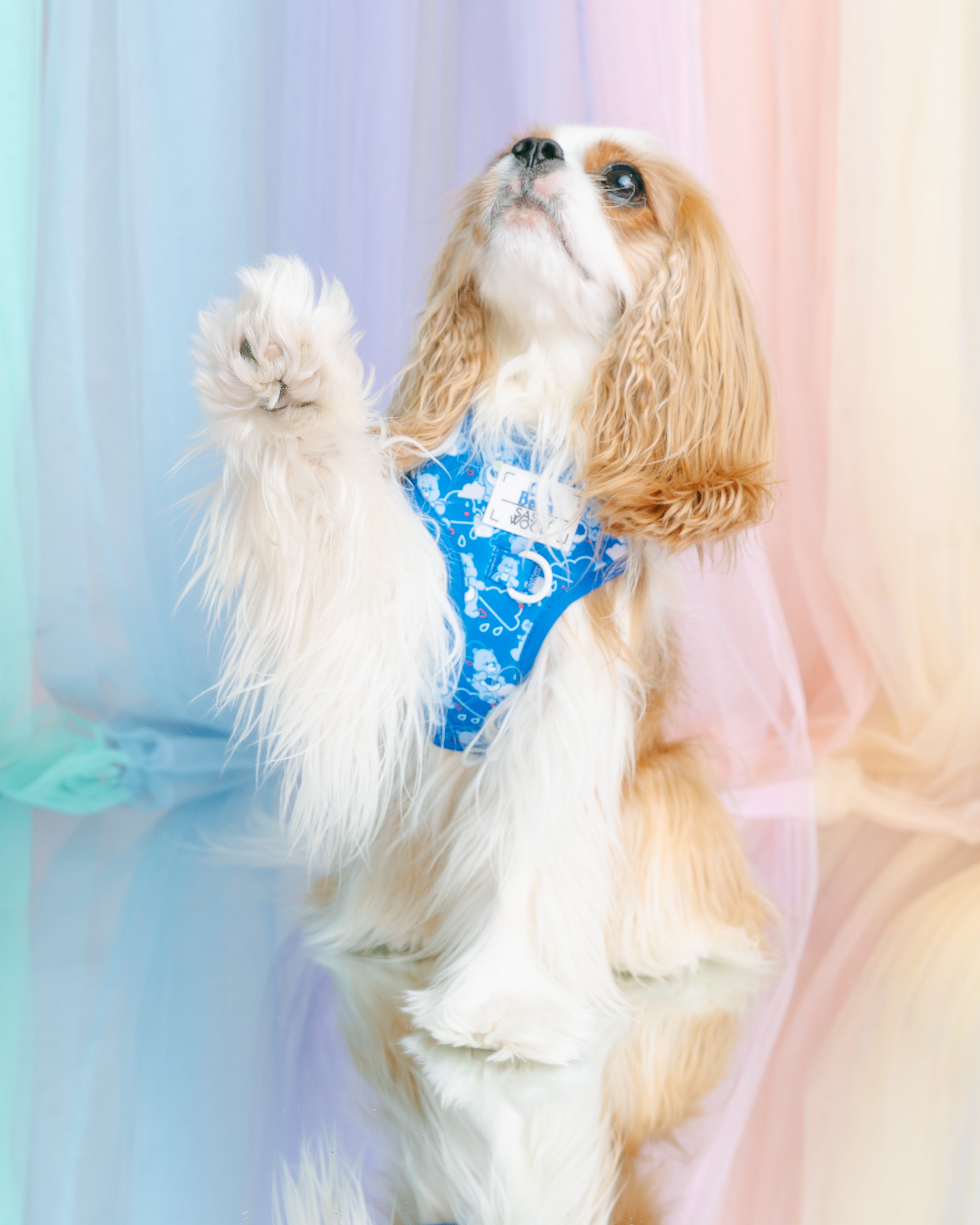 Dog Adjustable Harness - Care Bears™ Grumpy Bear