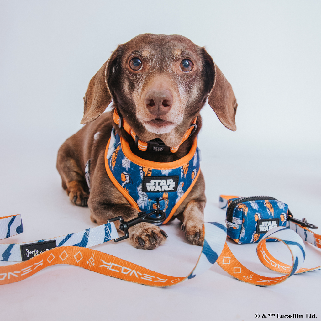 Dog Collar - STAR WARS™ Ahsoka