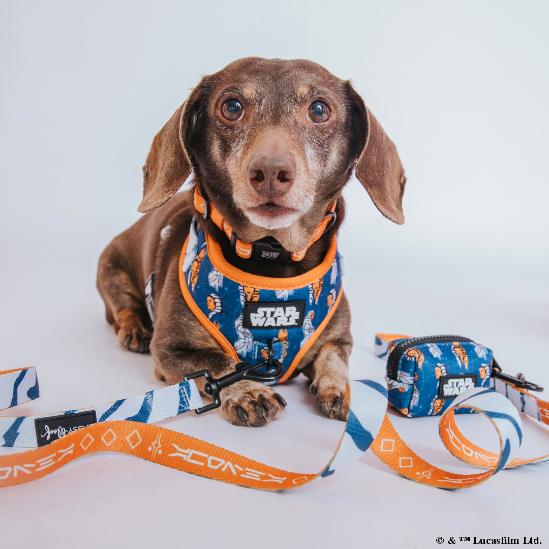 Dog Collar - STAR WARS™ Ahsoka