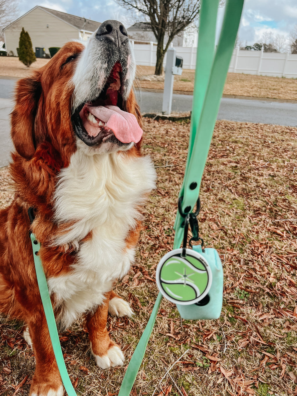 Dog Waterproof Leash - Green