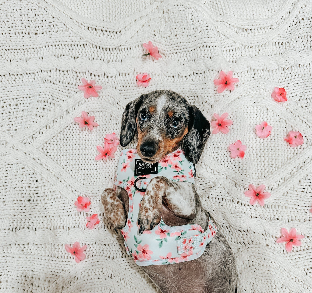 Dog Adjustable Harness - Sakura