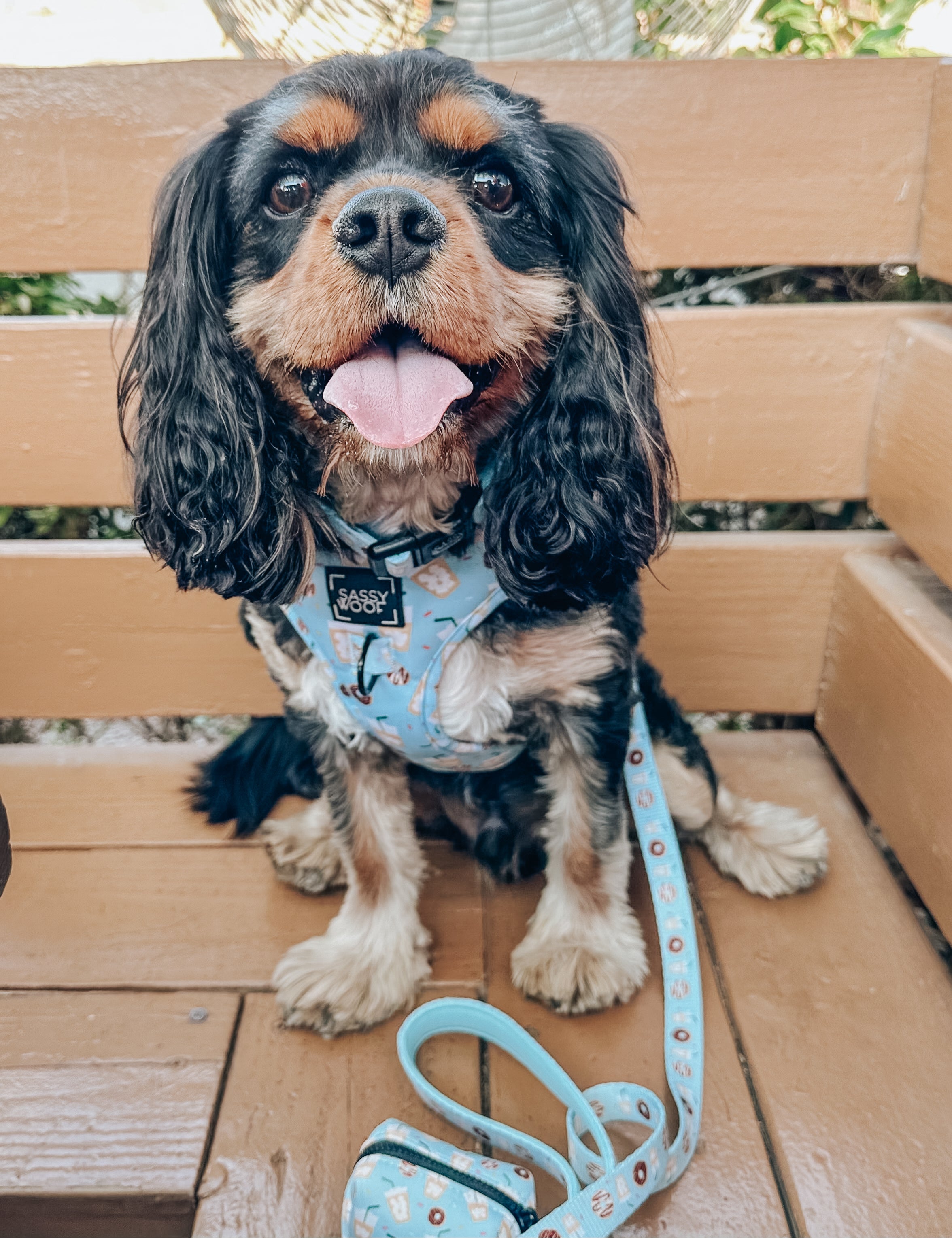 Dog Collar - Sweets & Pawfee