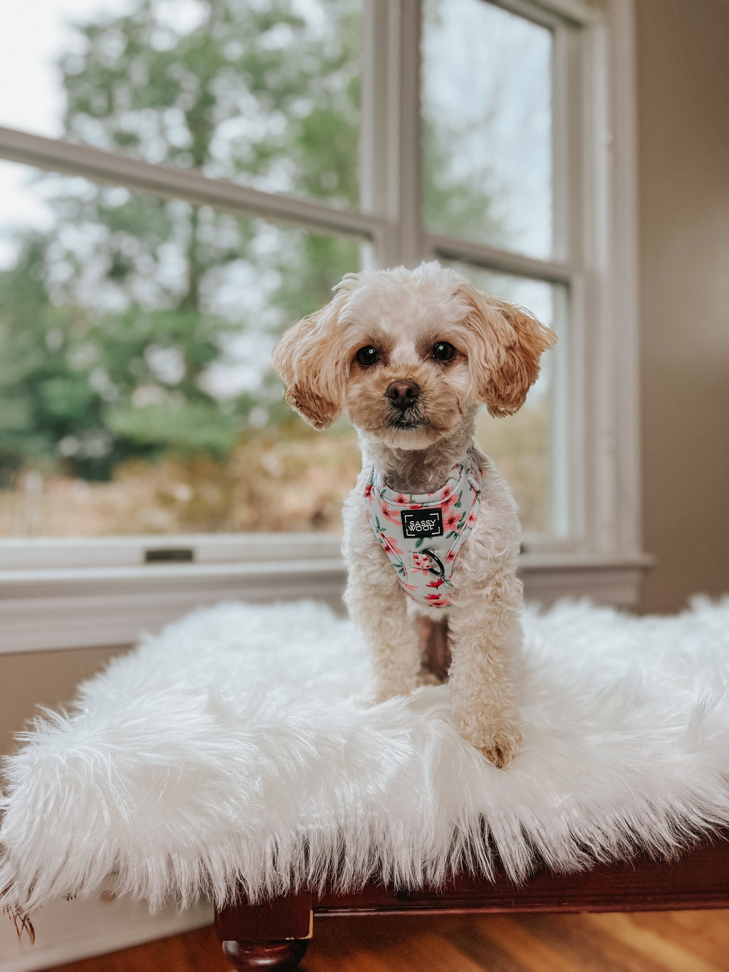 Dog Adjustable Harness - Sakura