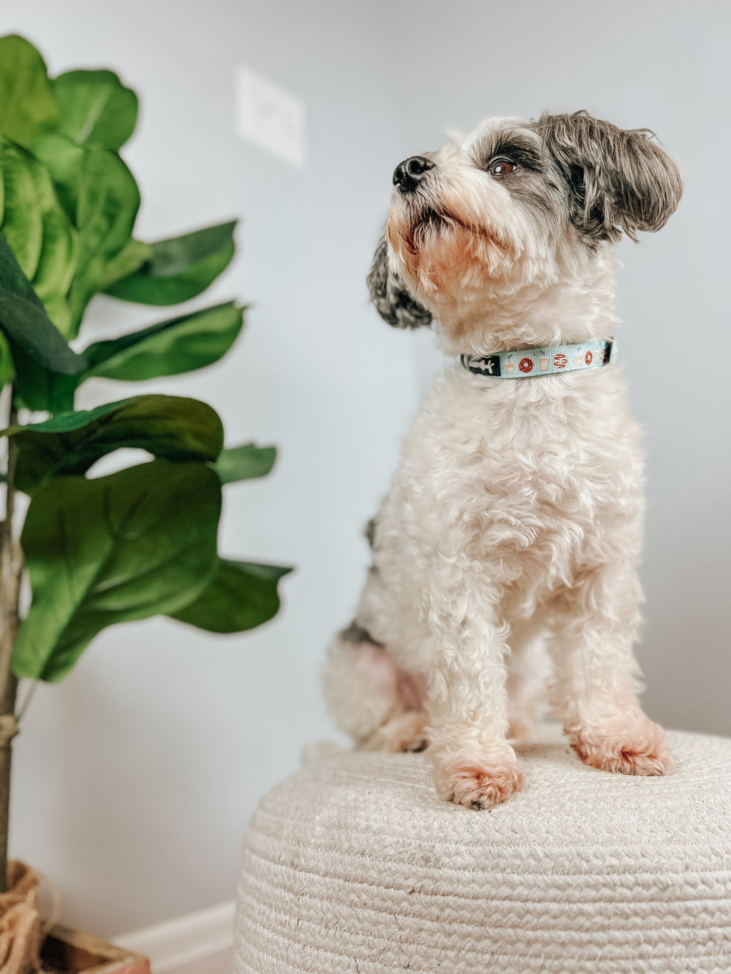 Dog Collar - Sweets & Pawfee