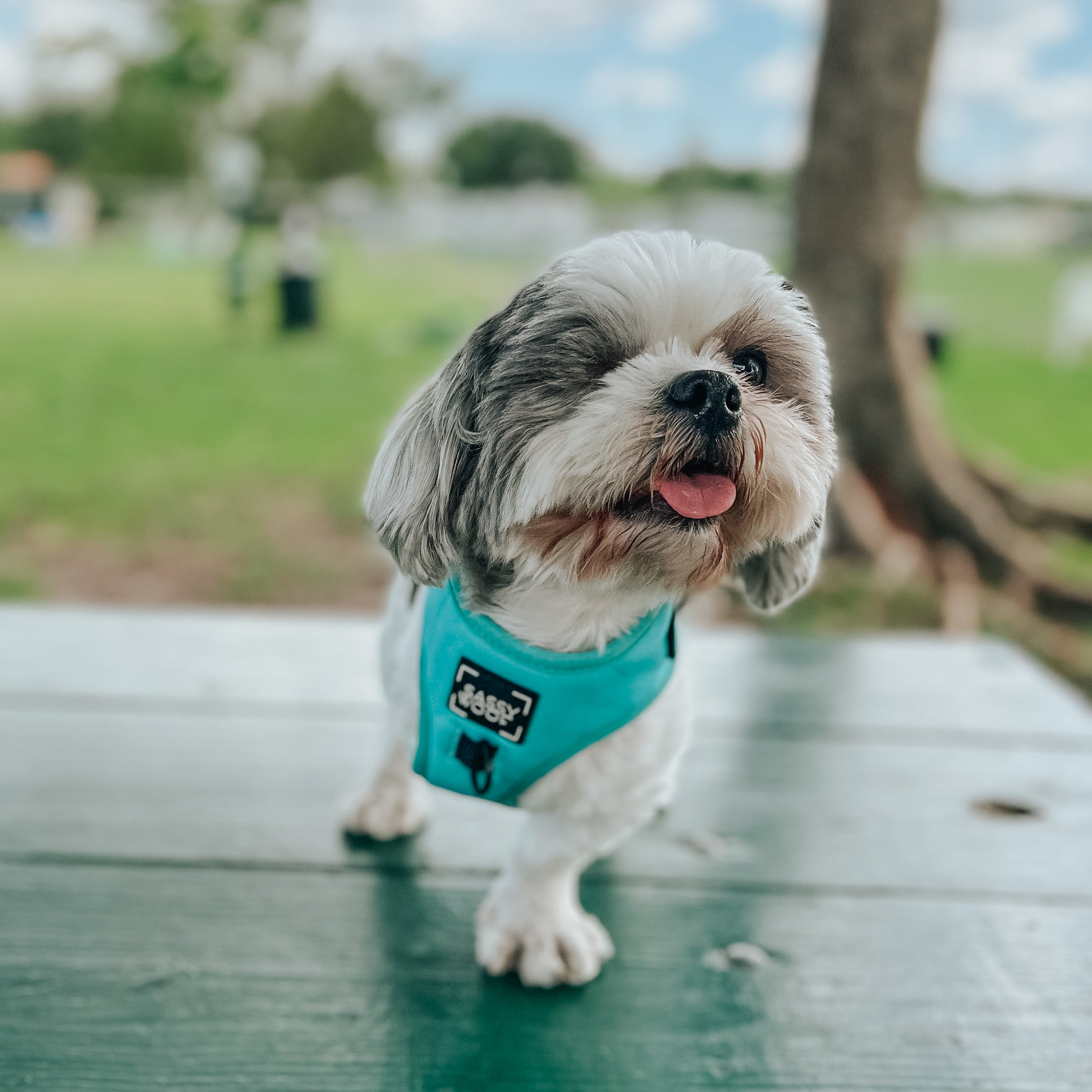 Dog Adjustable Harness - Neon Blue