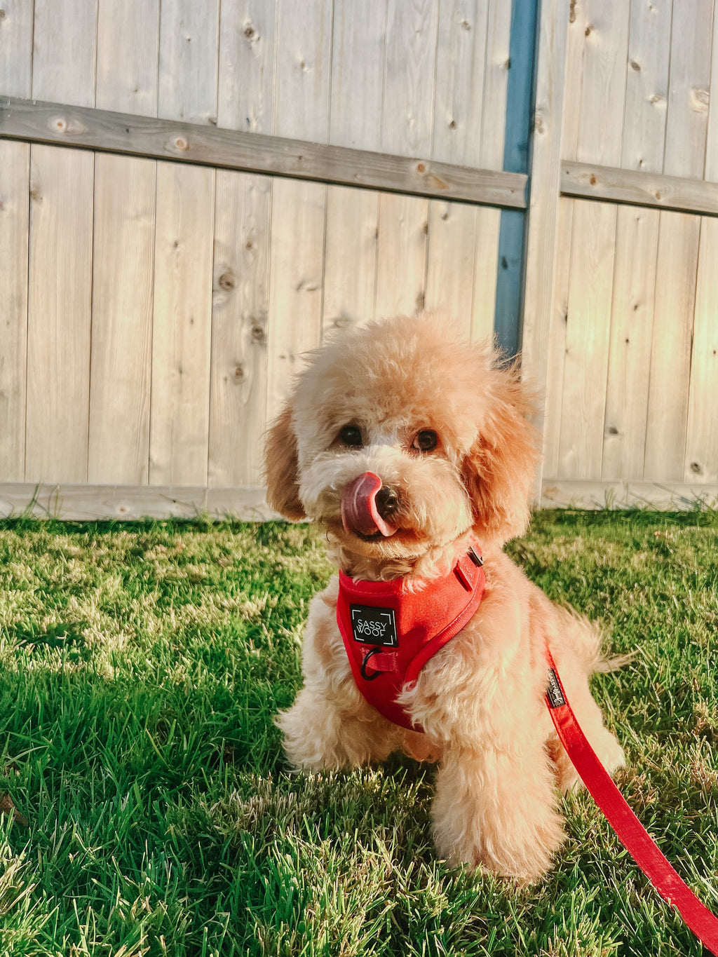 Dog Adjustable Harness - Merlot