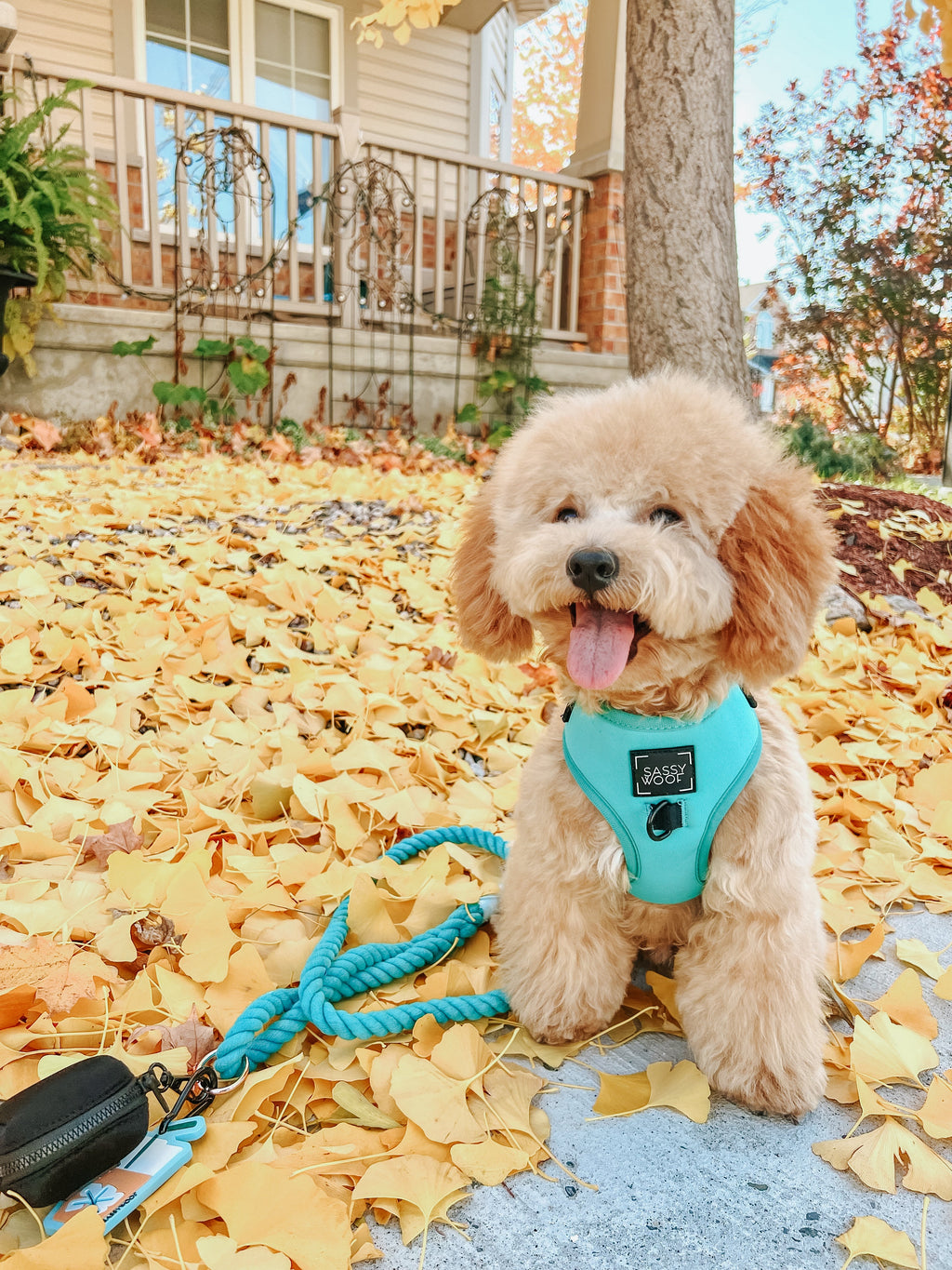 Dog Rope Leash - Neon Blue