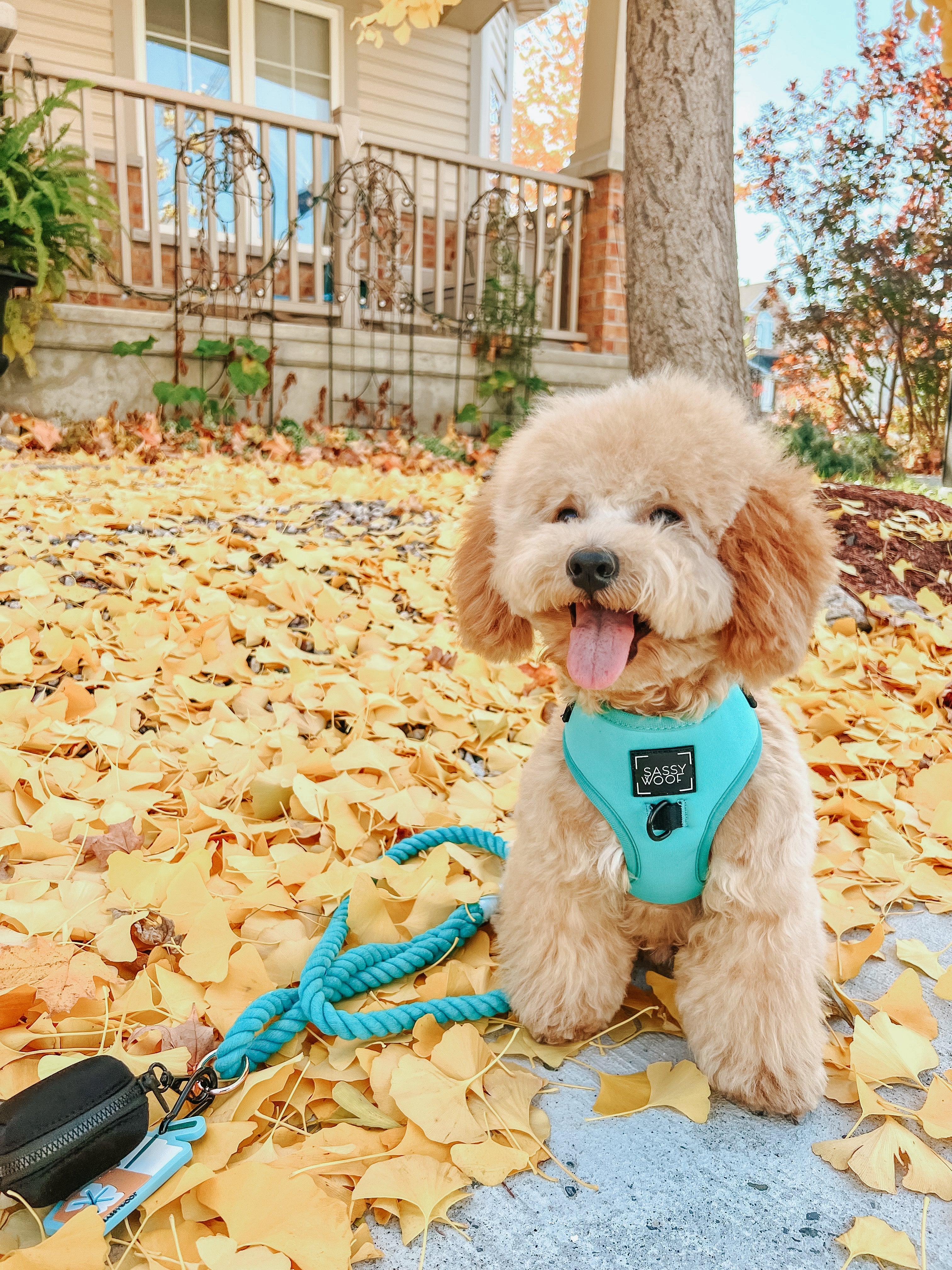 Dog Rope Leash - Neon Blue