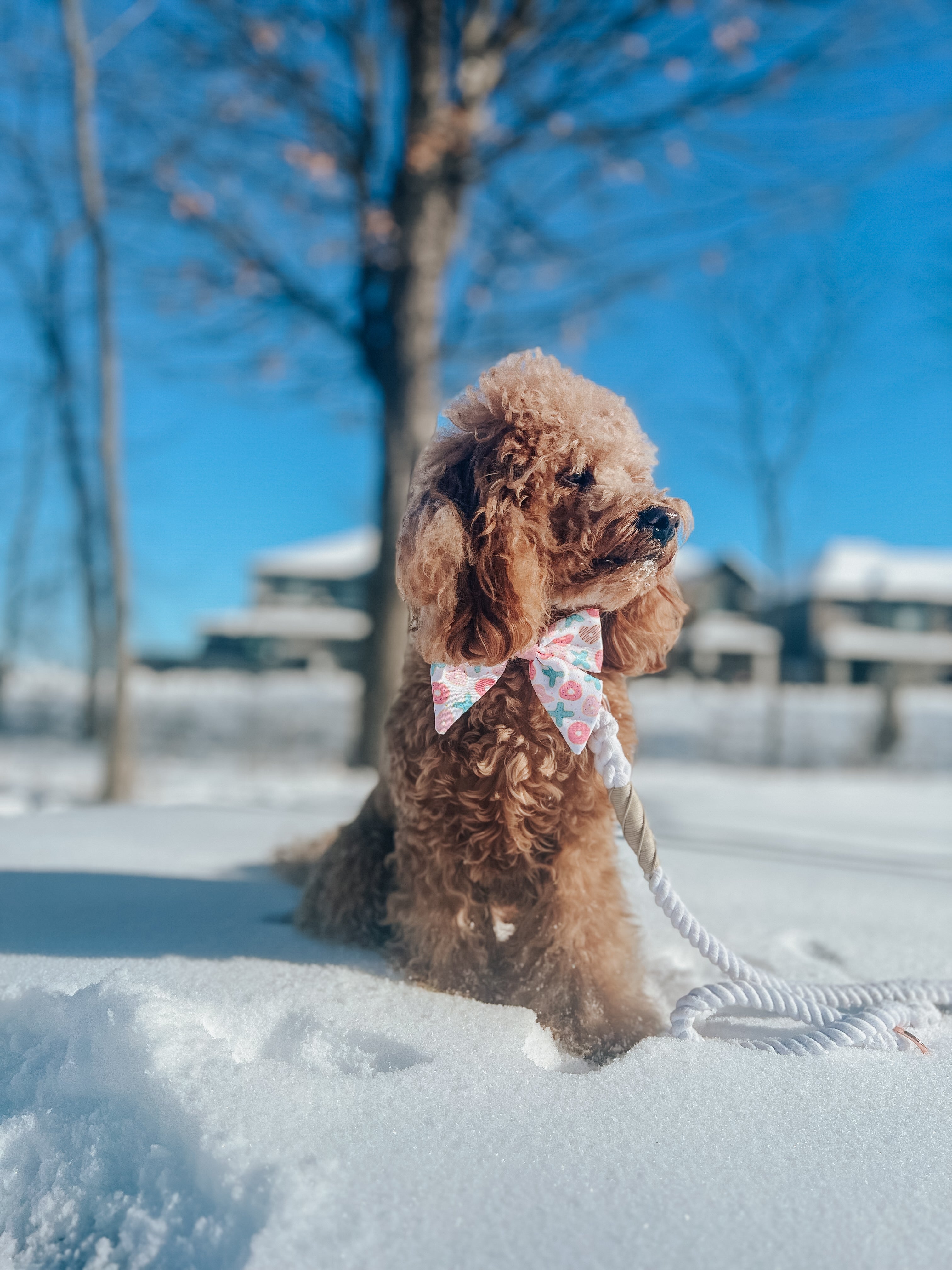 Hands Free Rope Leash - Dove