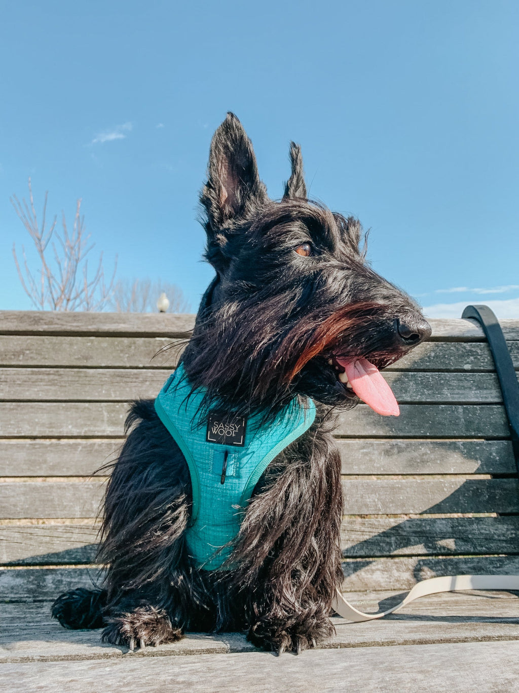 Dog Adjustable Harness - Napa
