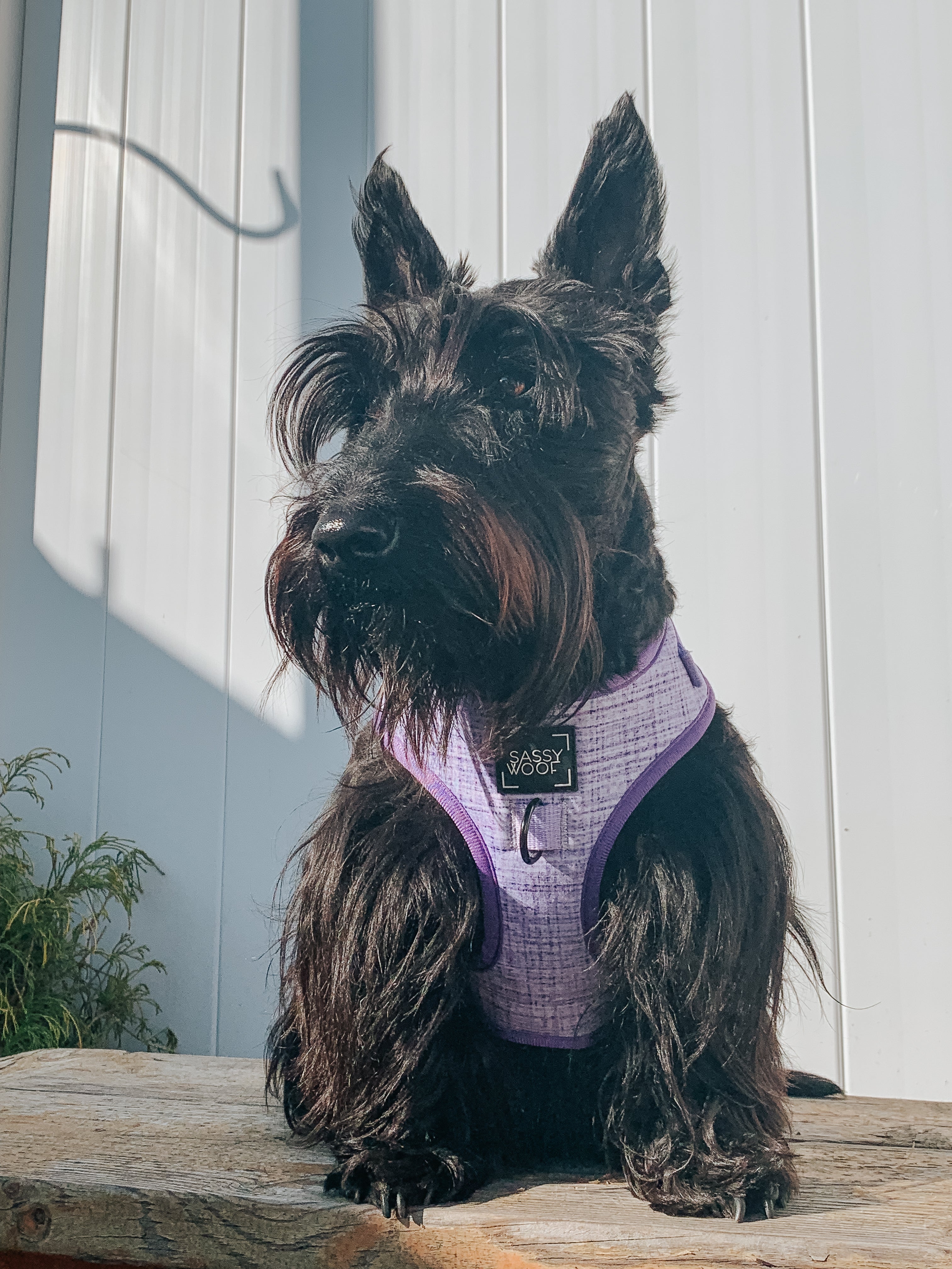 Dog Adjustable Harness - Aurora