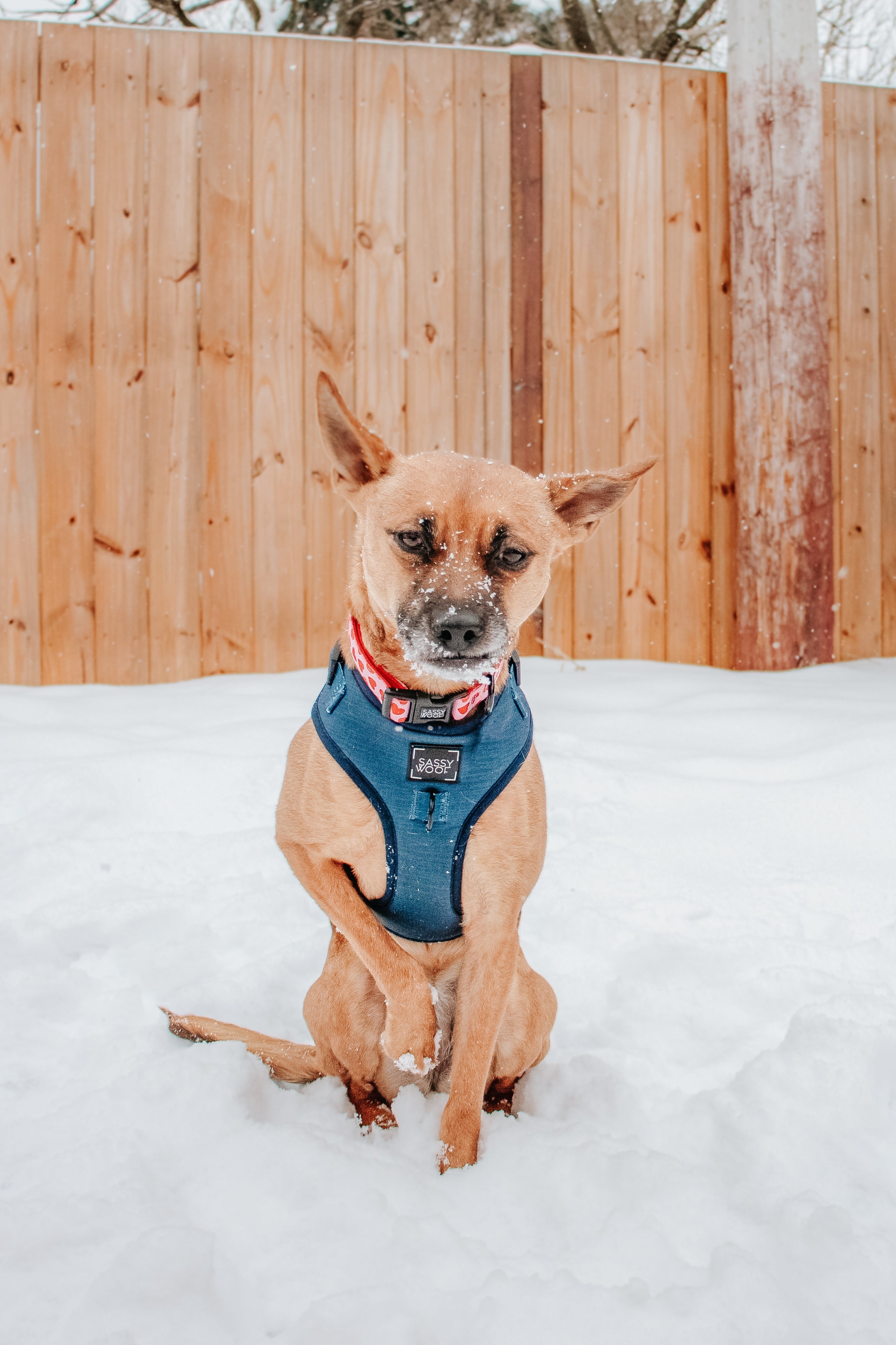 Dog Adjustable Harness - Twilight