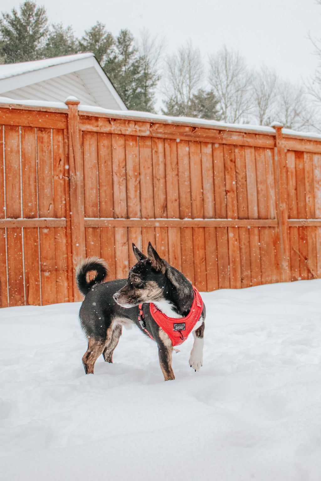 Dog Adjustable Harness - Merlot