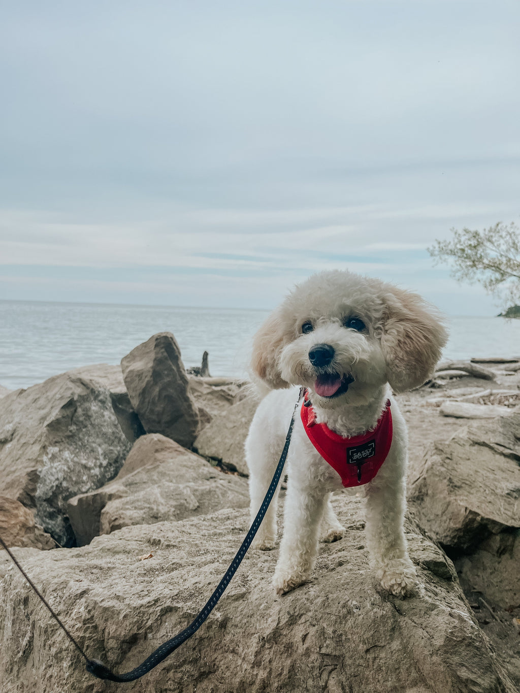 Dog Adjustable Harness - Merlot