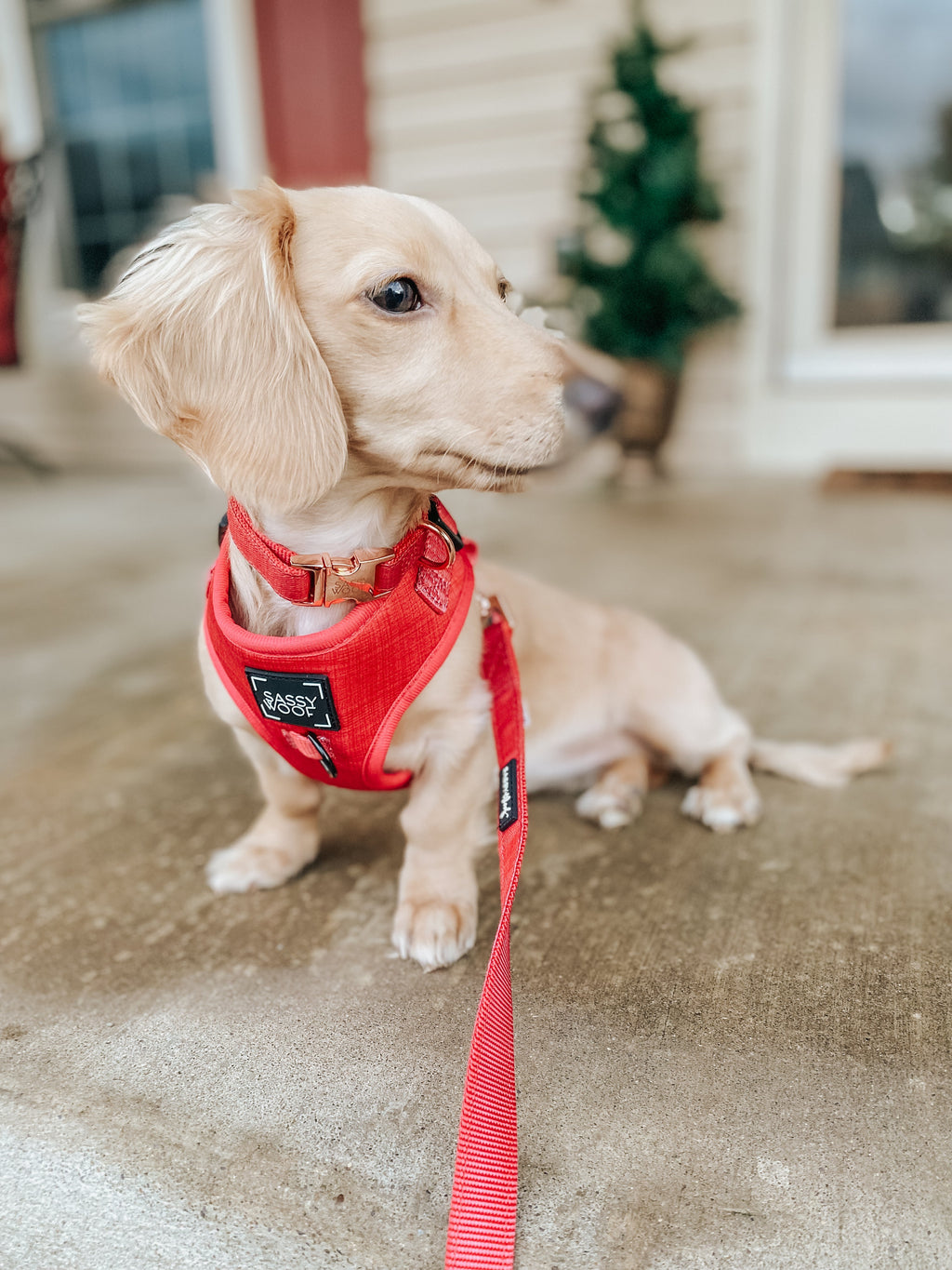 Dog Collar - Merlot