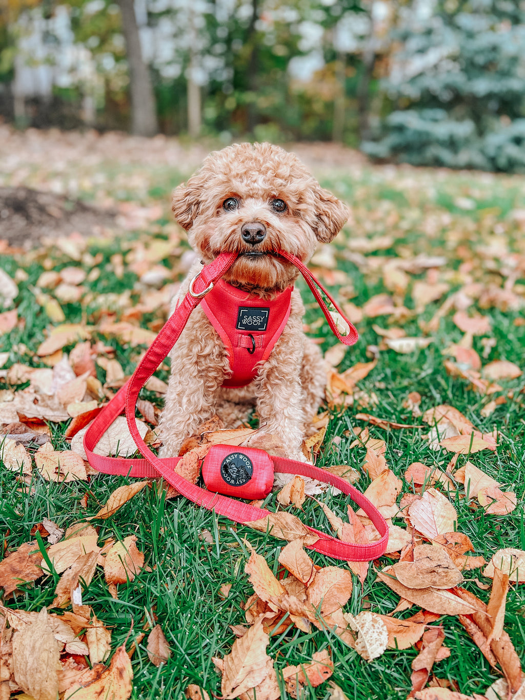 Dog Leash - Merlot