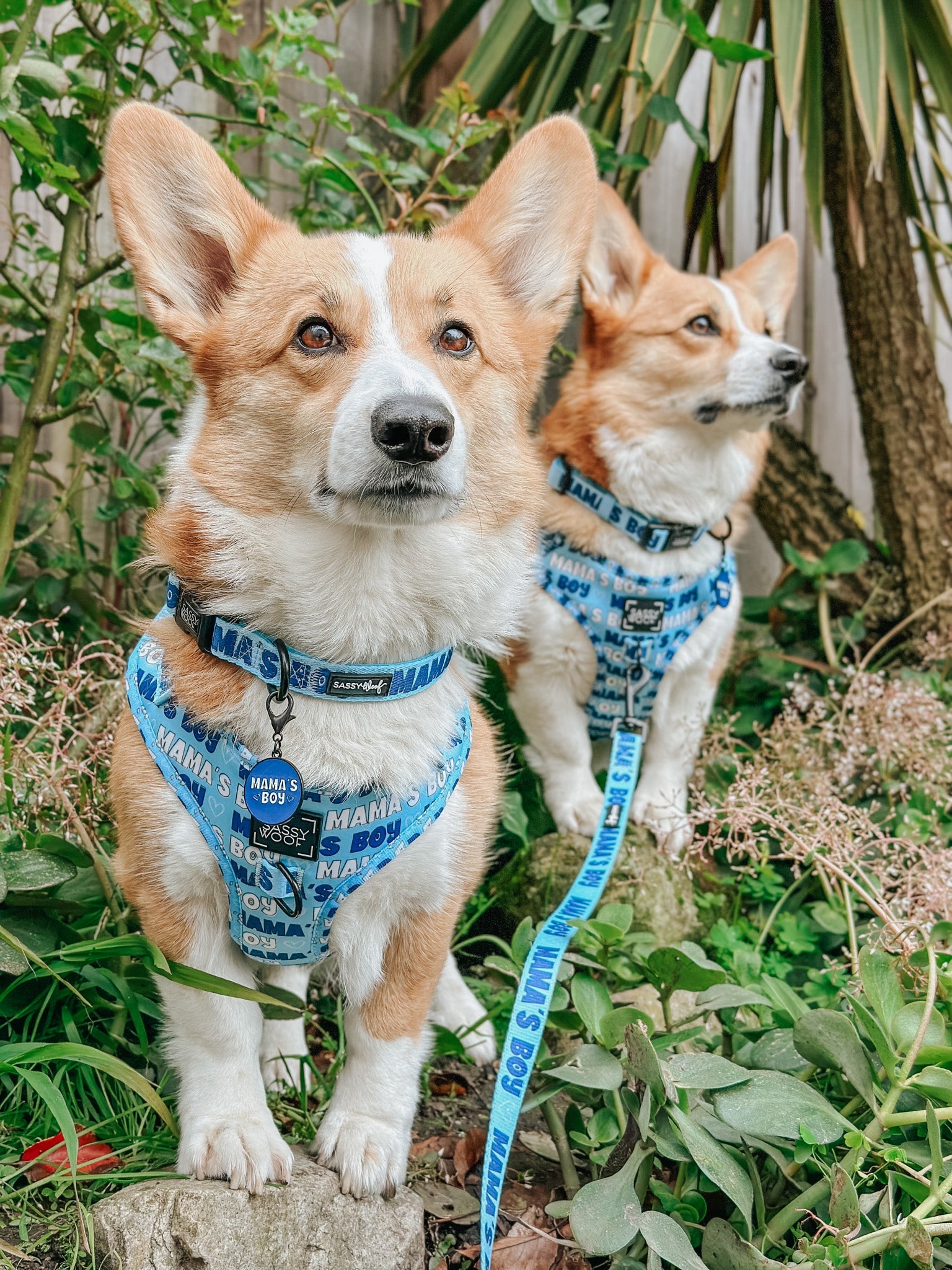 Collar Tag - Mama's Boy