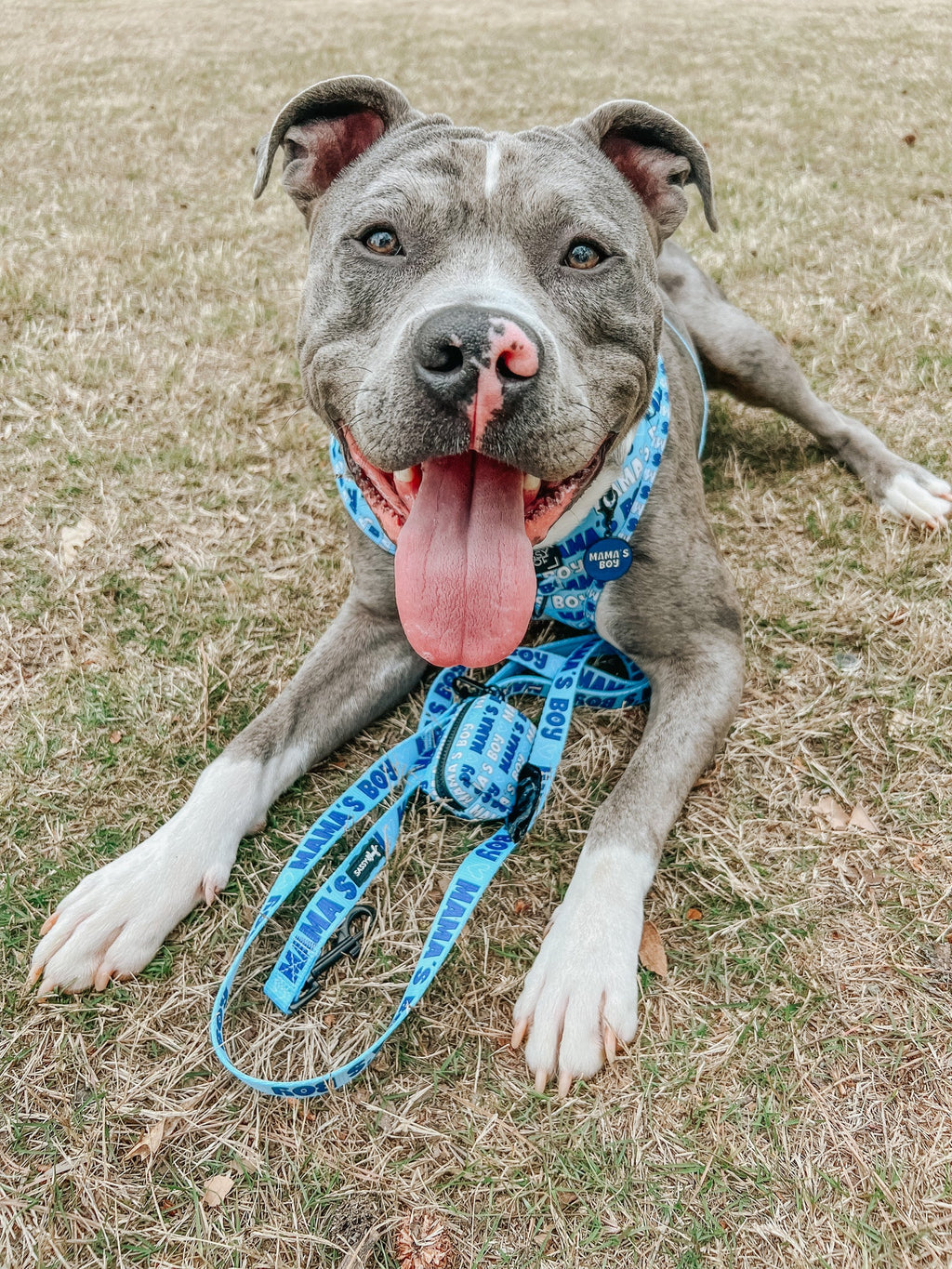 Collar Tag - Mama's Boy
