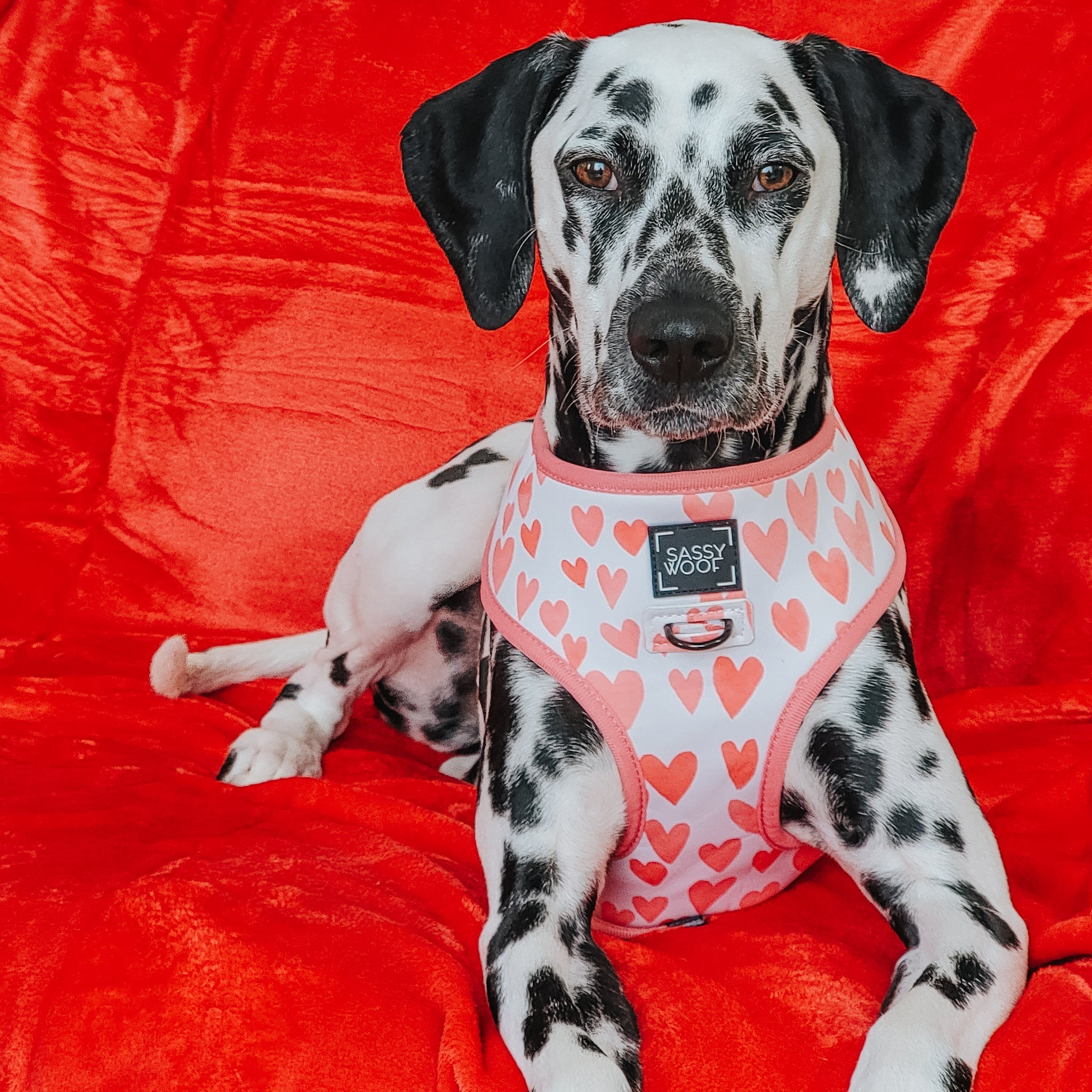 Dog Reversible Harness - Dolce Rose