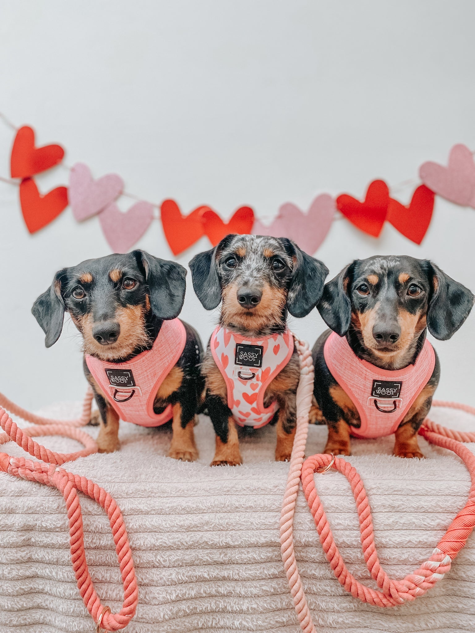 Dog Rope Leash - Dreamy