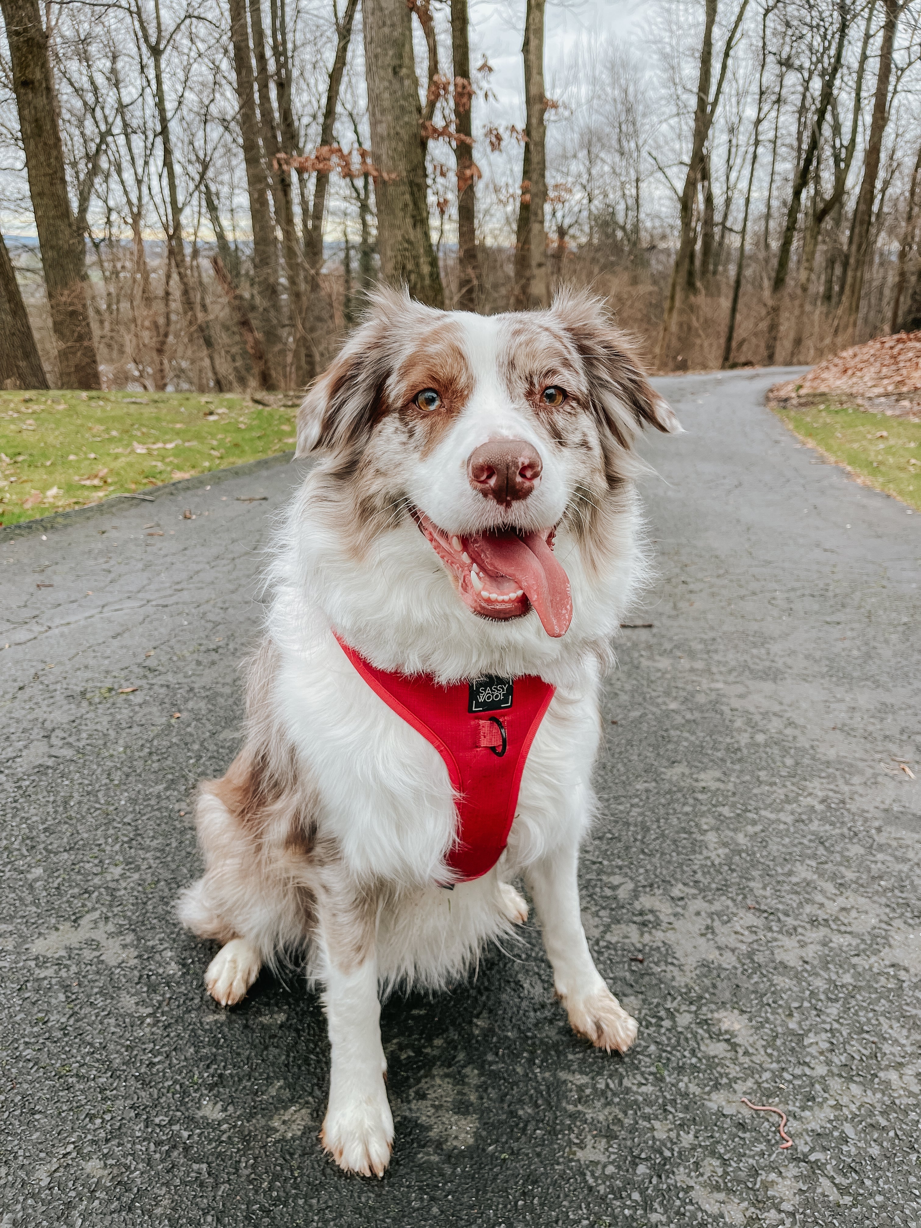 Dog Adjustable Harness - Merlot