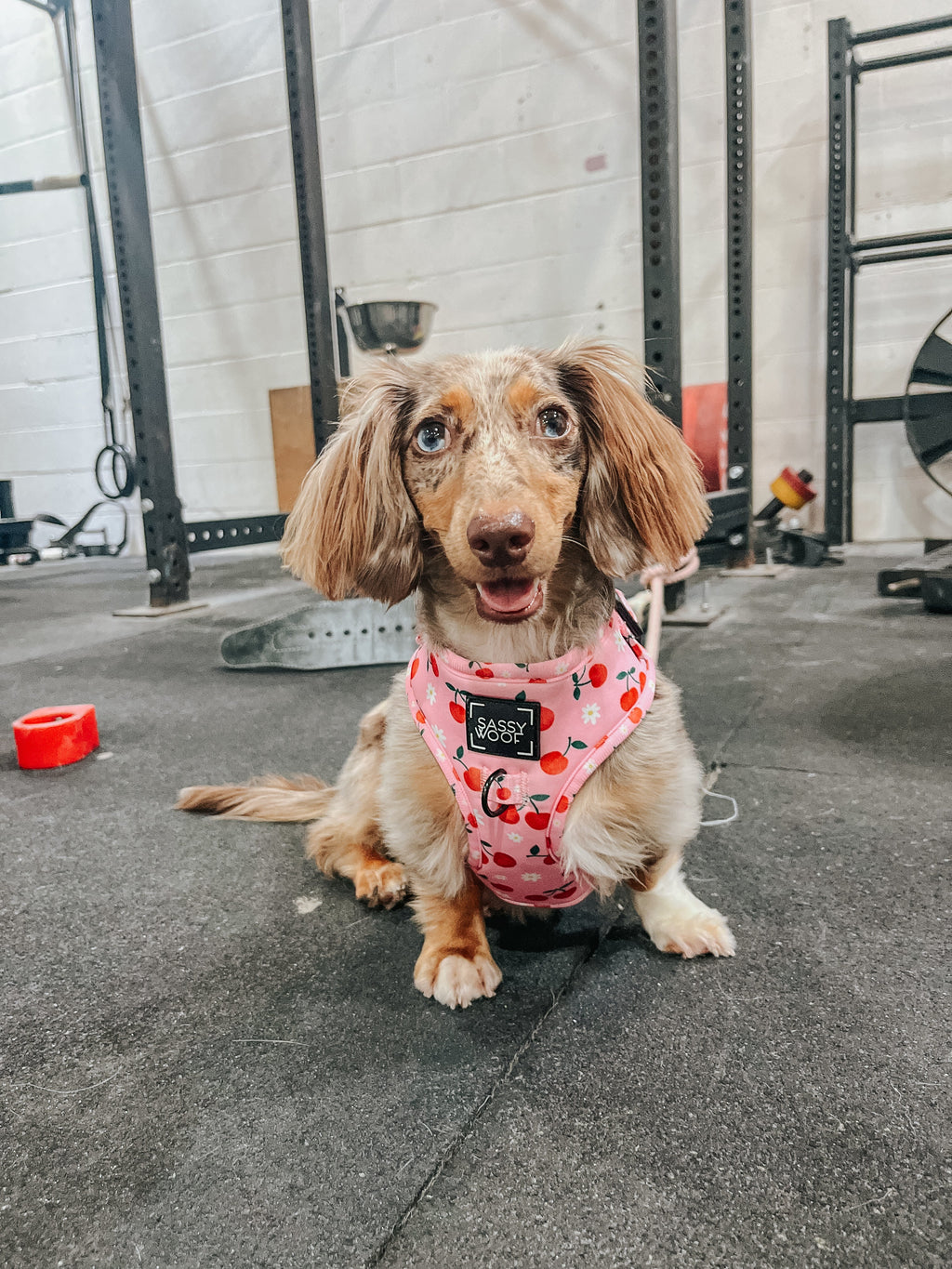 Dog Adjustable Harness - Mon Chérry