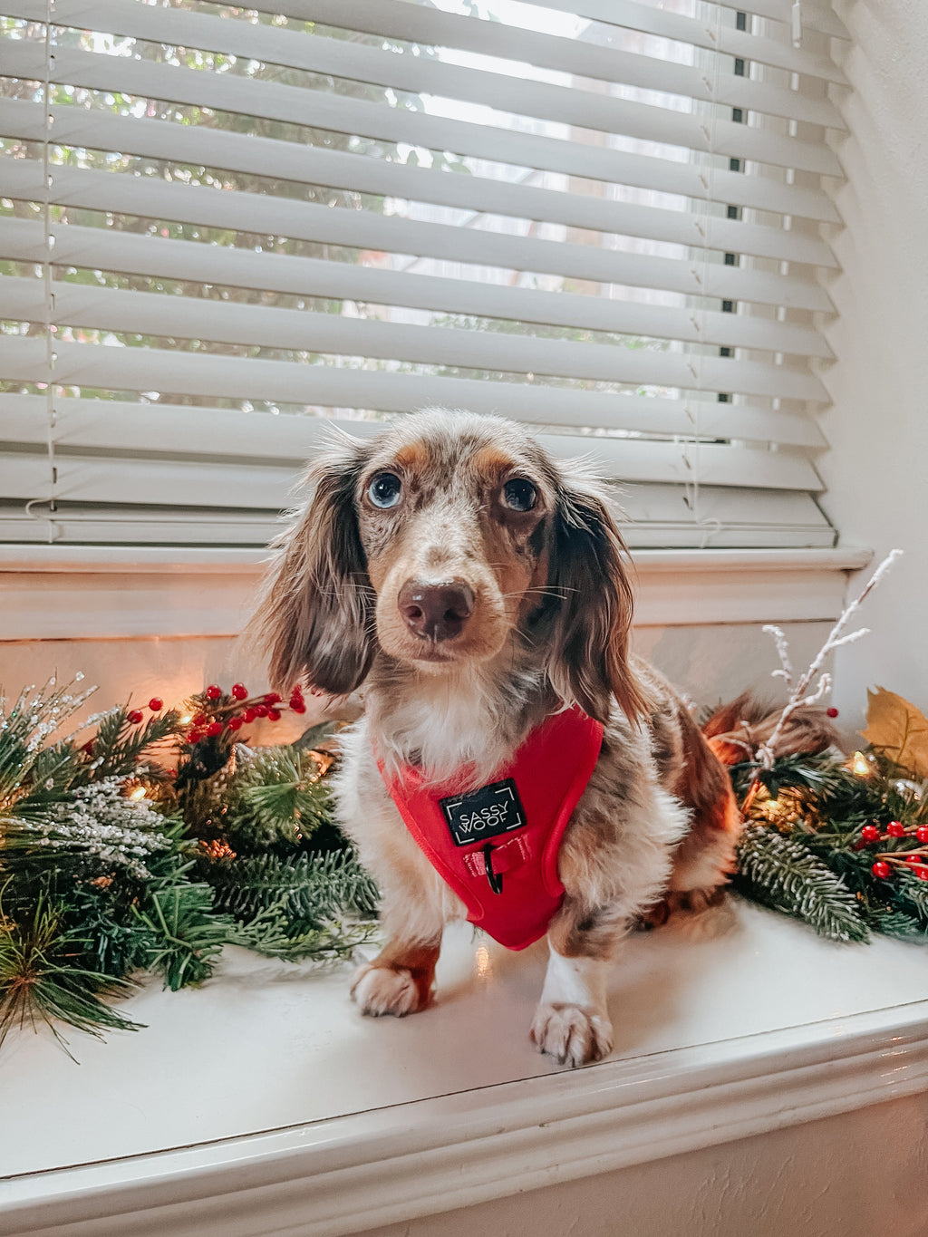Dog Adjustable Harness - Merlot