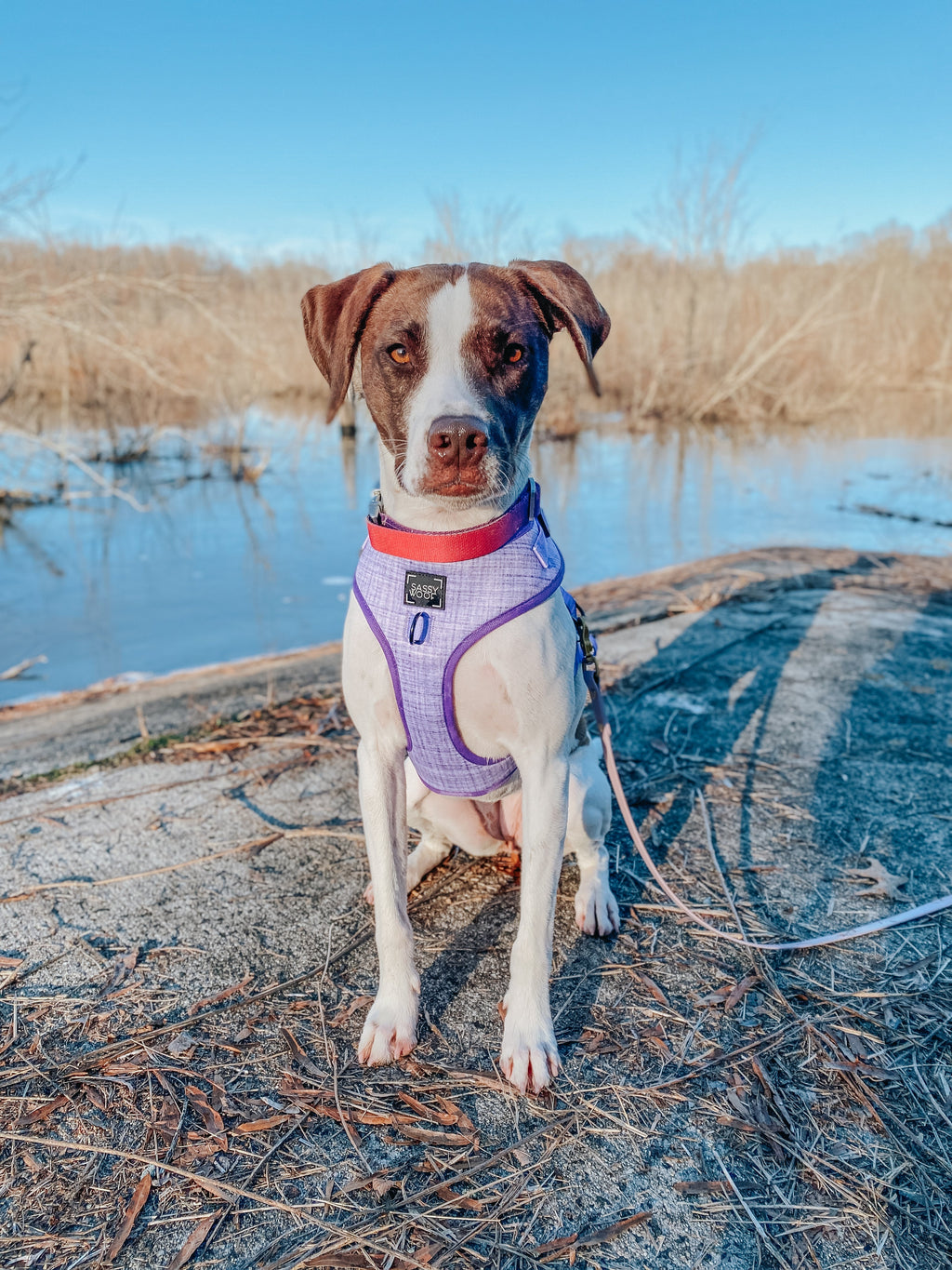 Dog Adjustable Harness - Aurora
