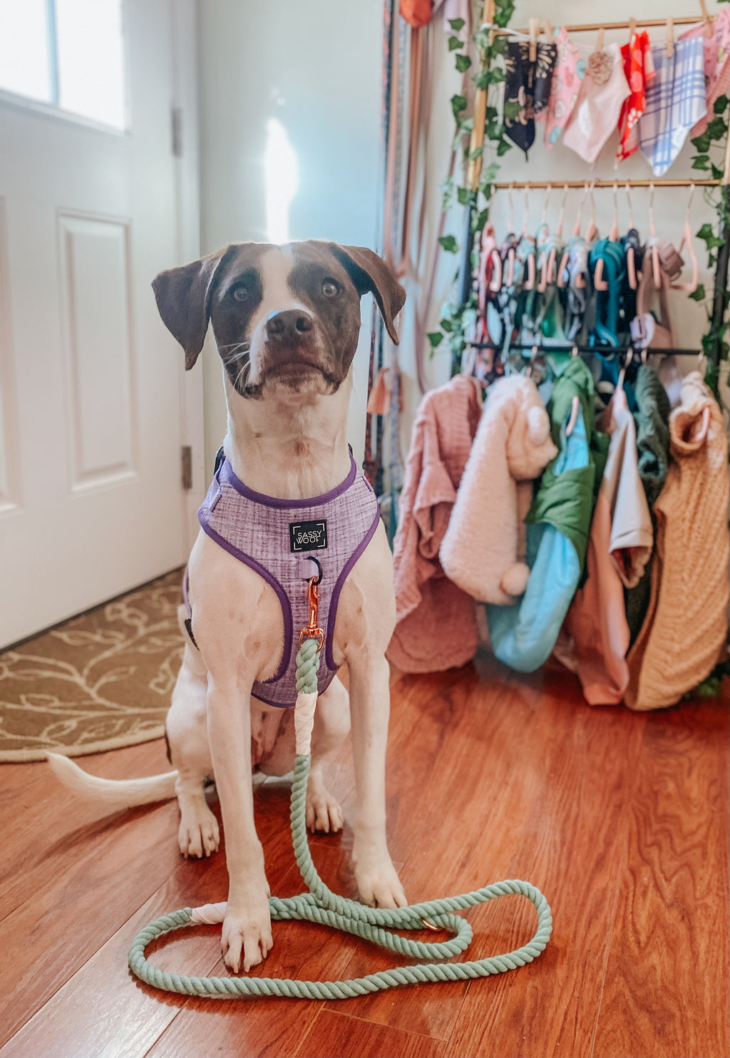 Dog Adjustable Harness - Aurora