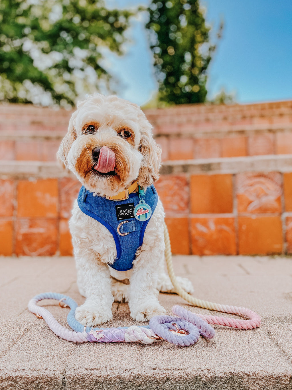 Dog Adjustable Harness - Denim