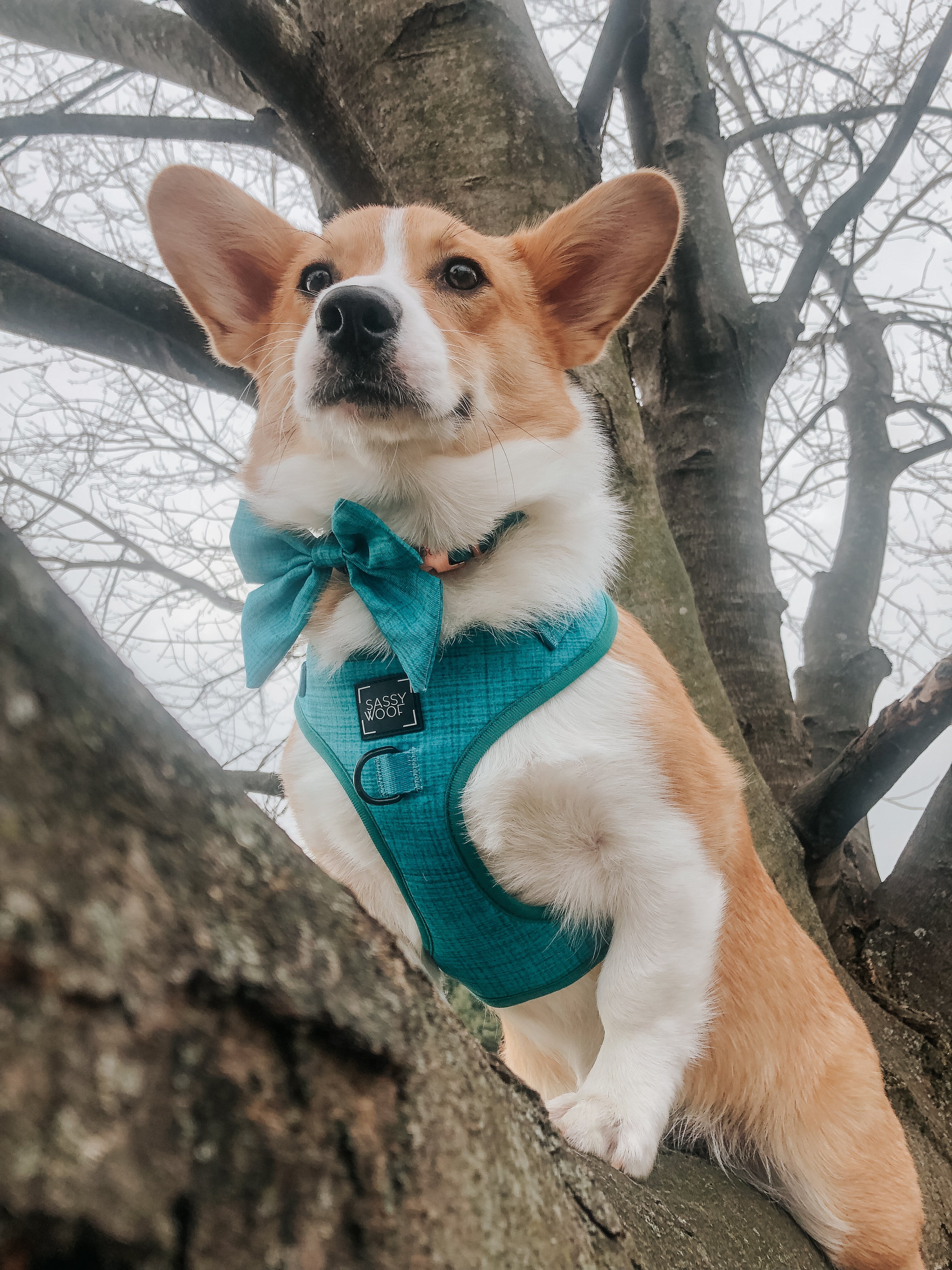 Dog Adjustable Harness - Napa