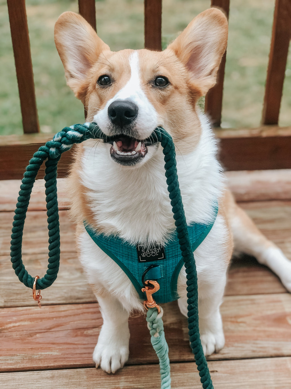 Dog Rope Leash - Hunter