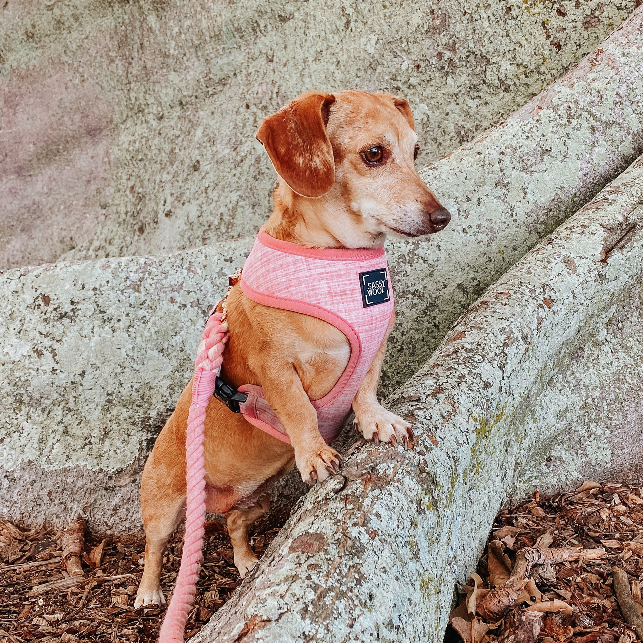 Dog Reversible Harness - Dolce Rose