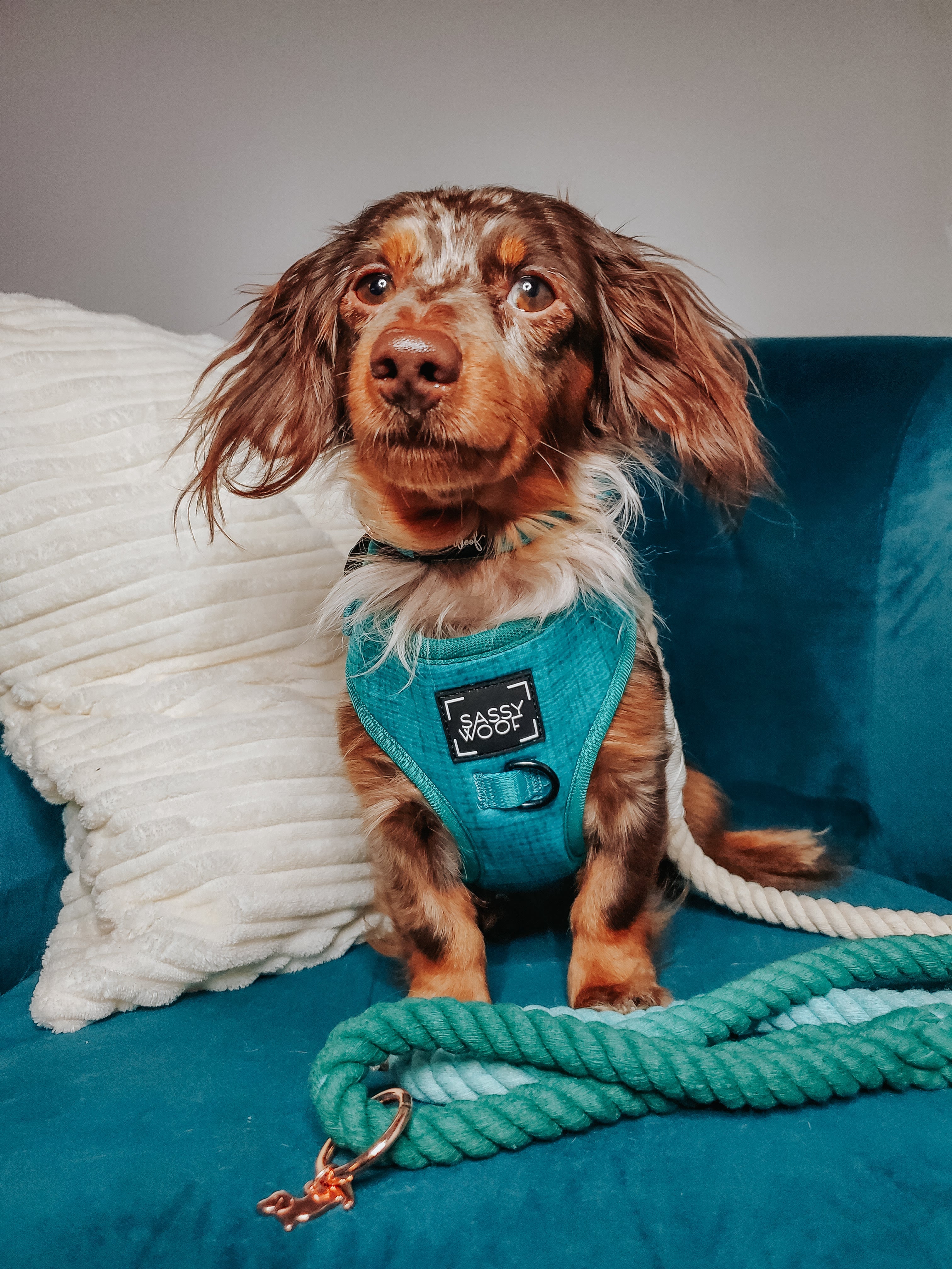 Dog Adjustable Harness - Napa