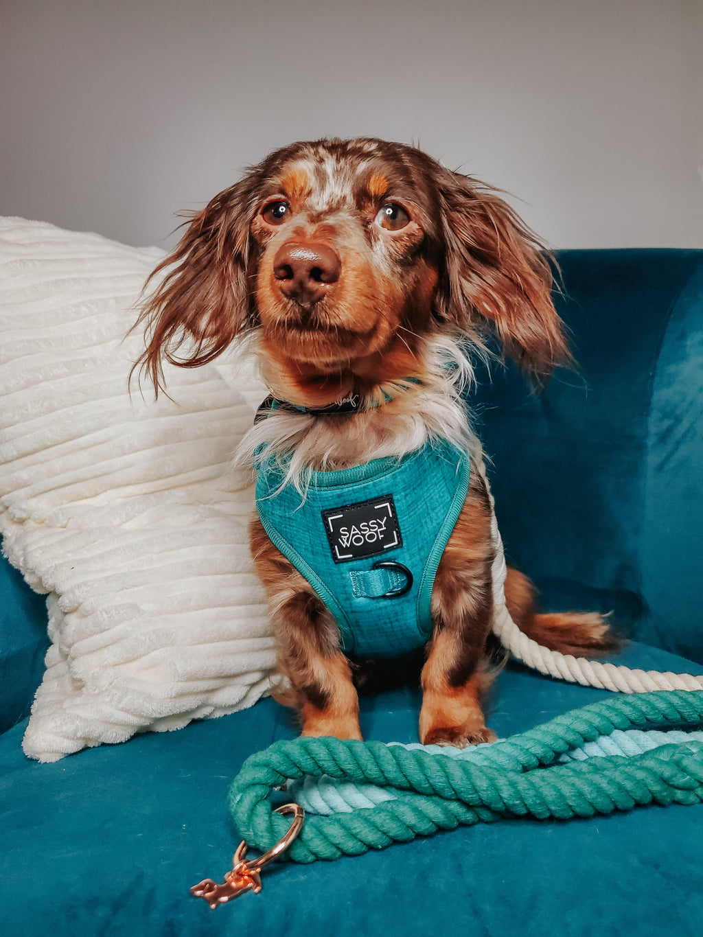 Dog Rope Leash - Ombre Teal