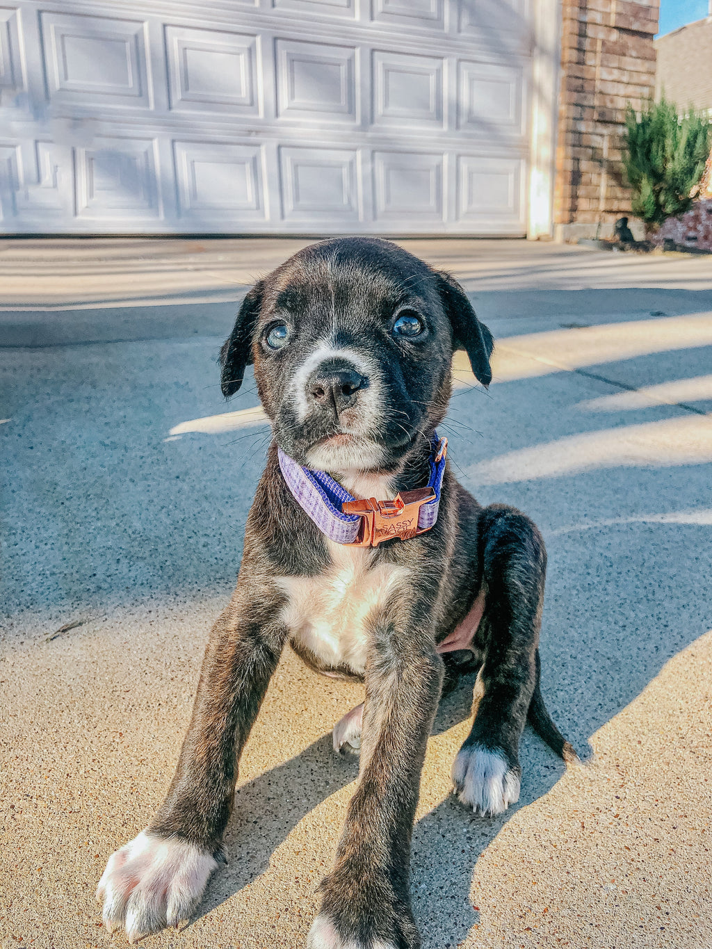 Dog Collar - Aurora