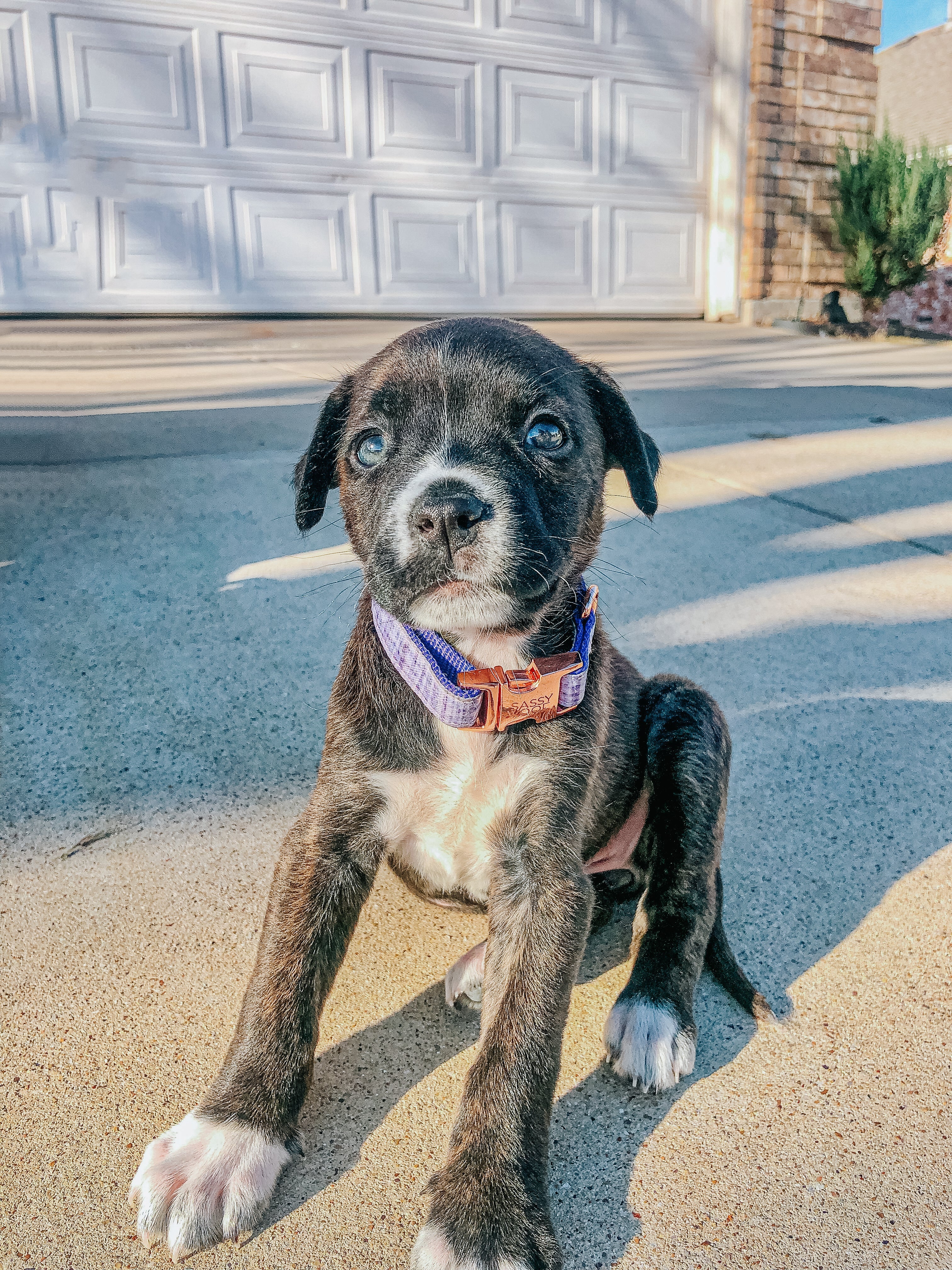 Dog Collar - Aurora