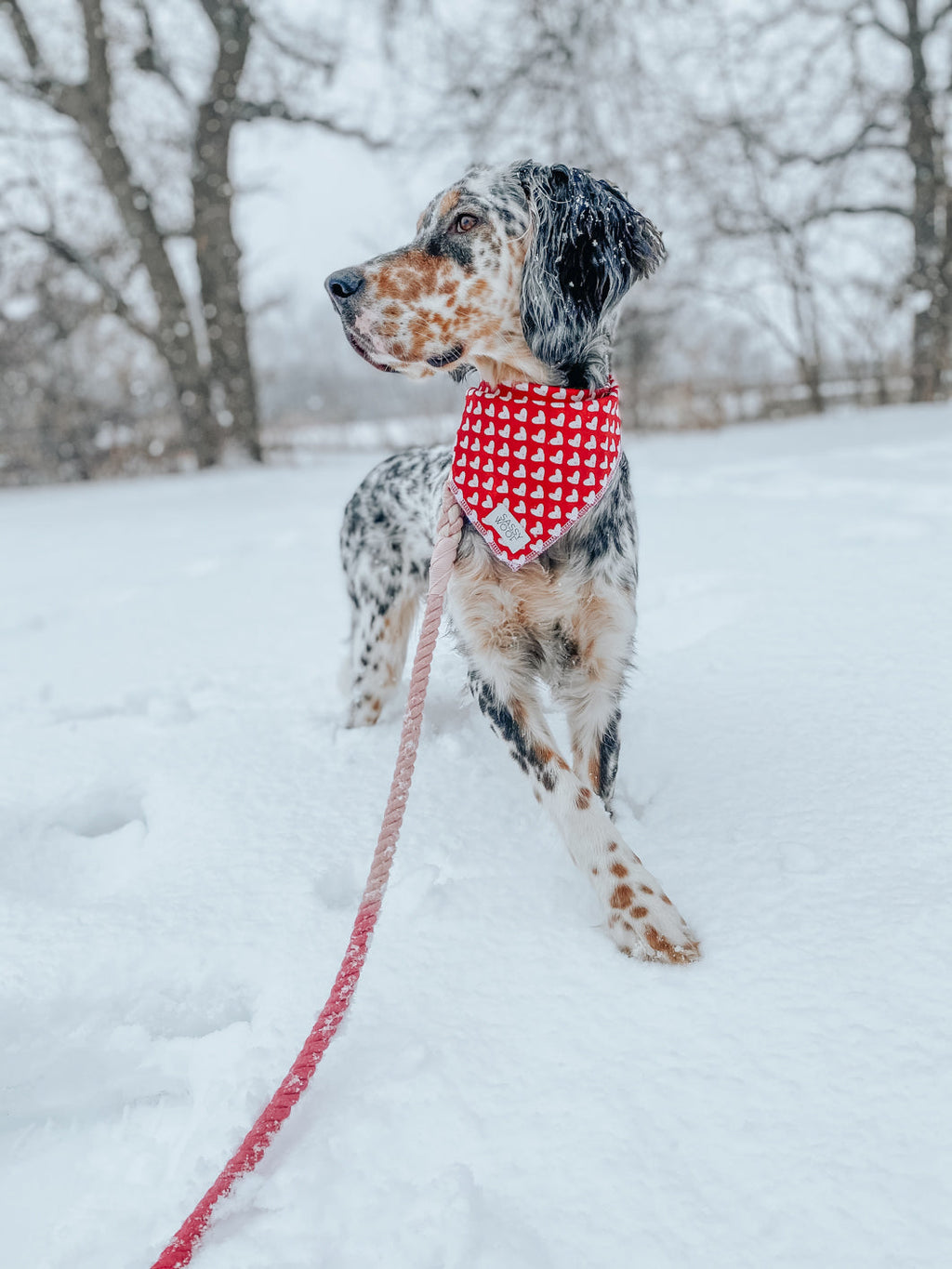 Dog Rope Leash - Amore