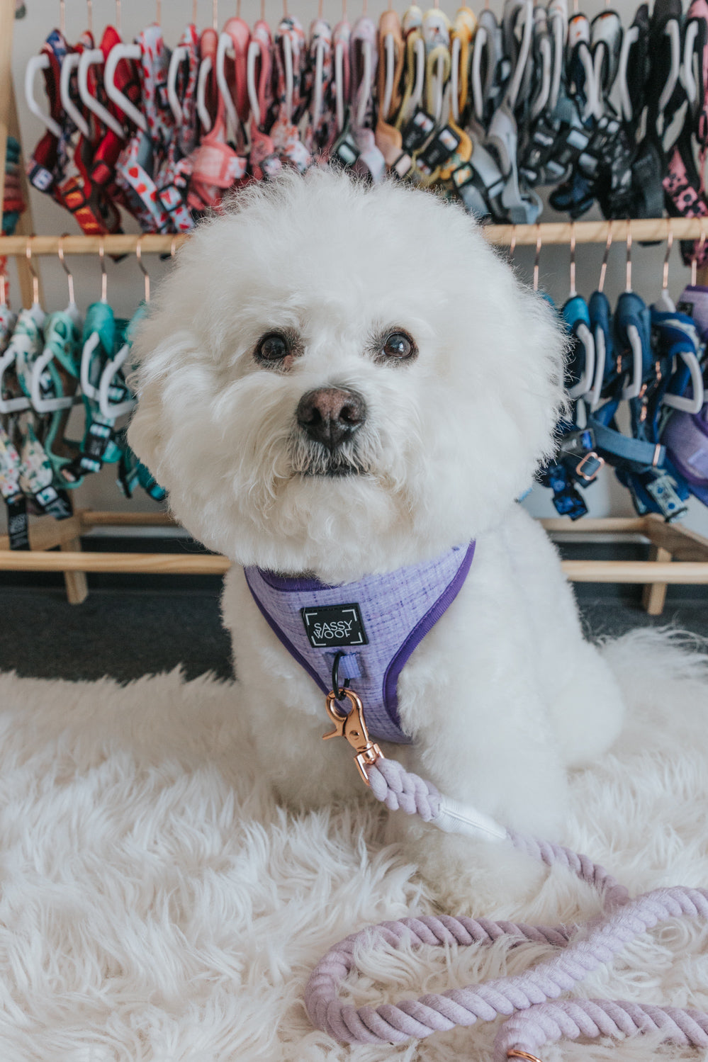 Dog Adjustable Harness - Aurora