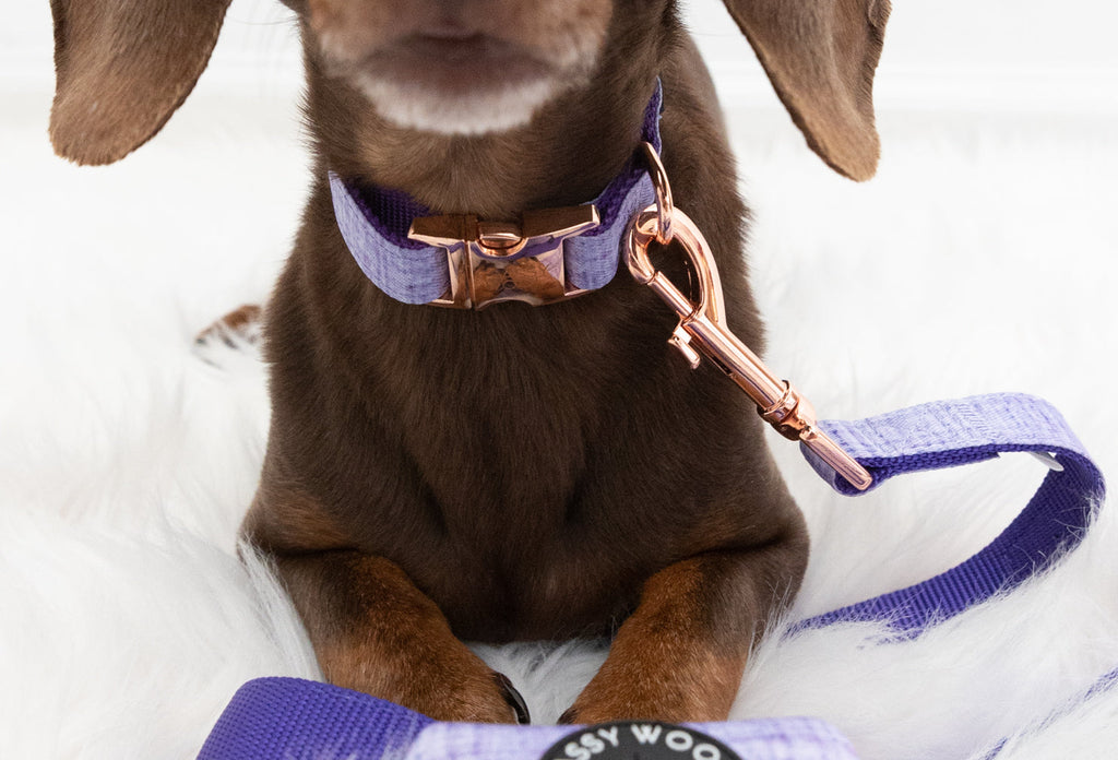 Dog Collar - Aurora