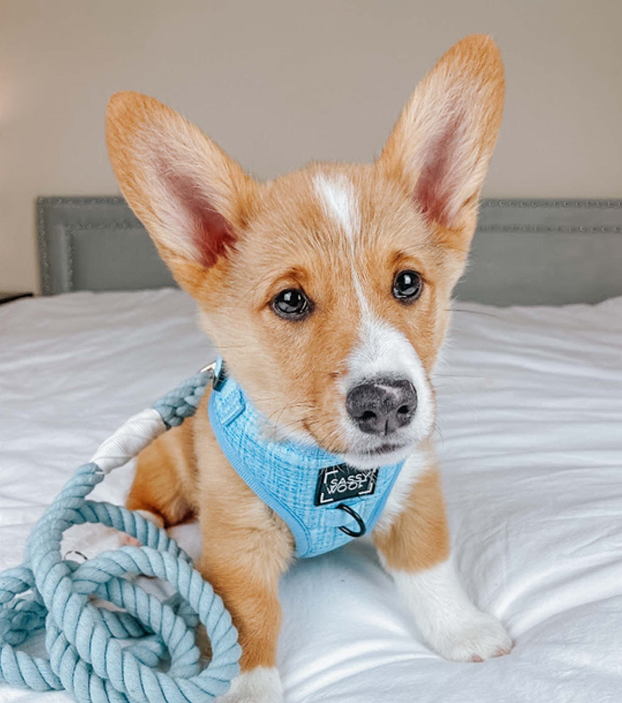 Dog Rope Leash - Azul