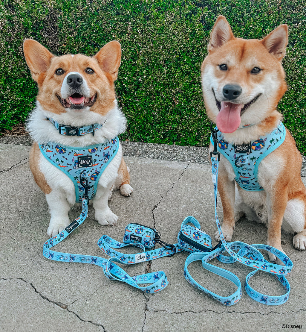 Dog Collar - Disney's Stitch
