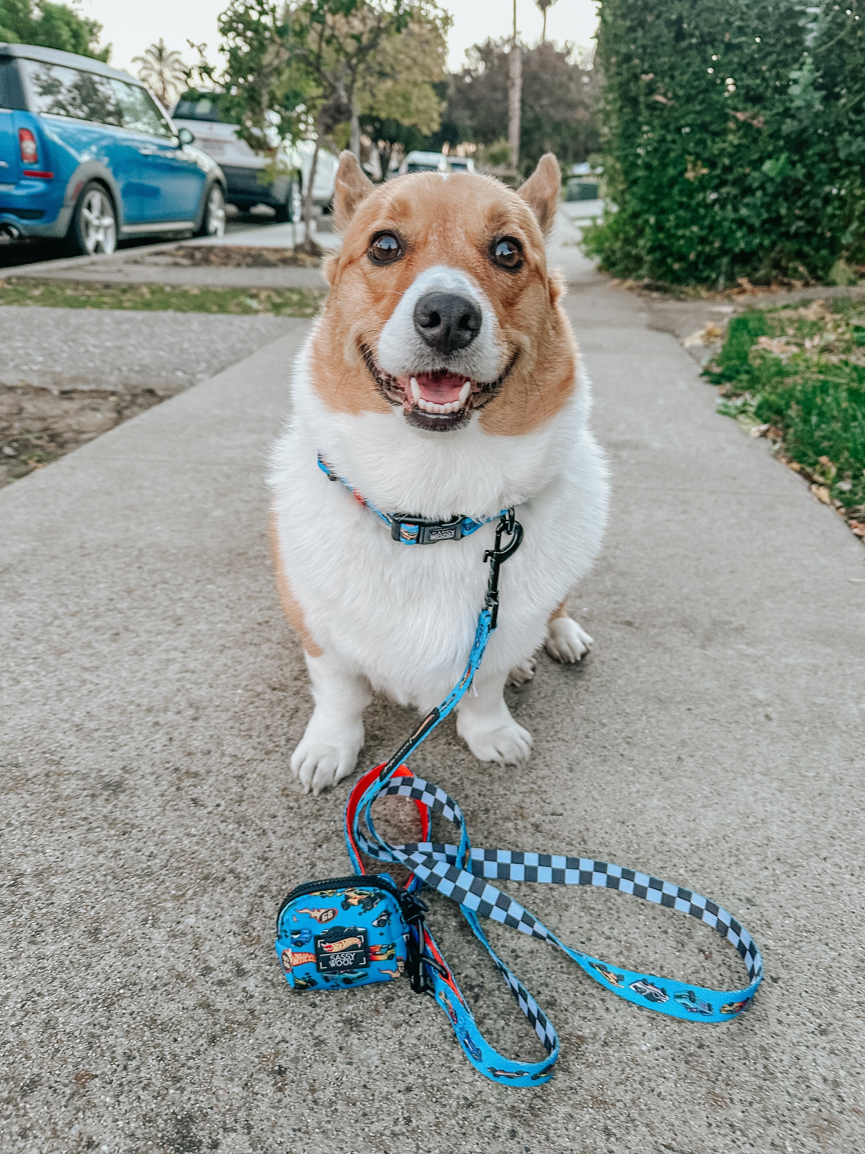 Dog Collar - Hot Wheels™