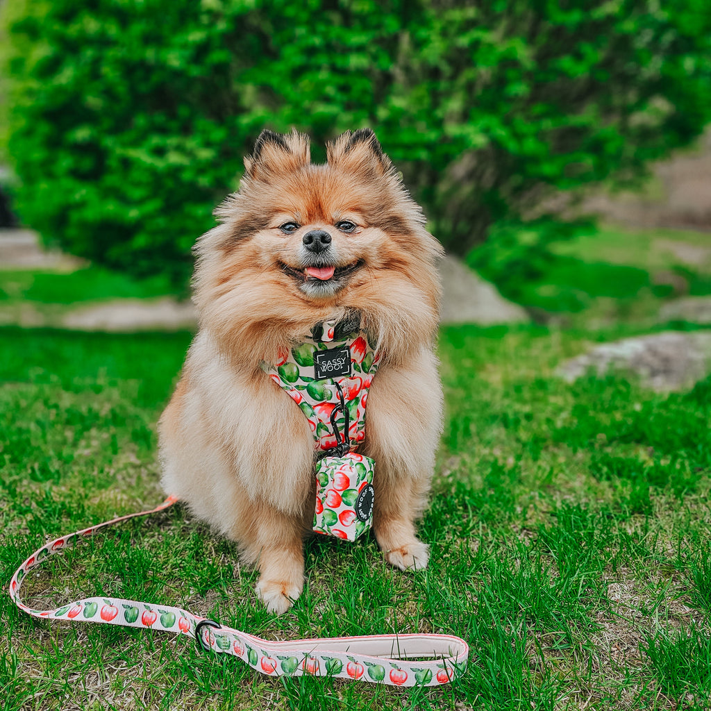 Dog Leash  - Apple of My Eye