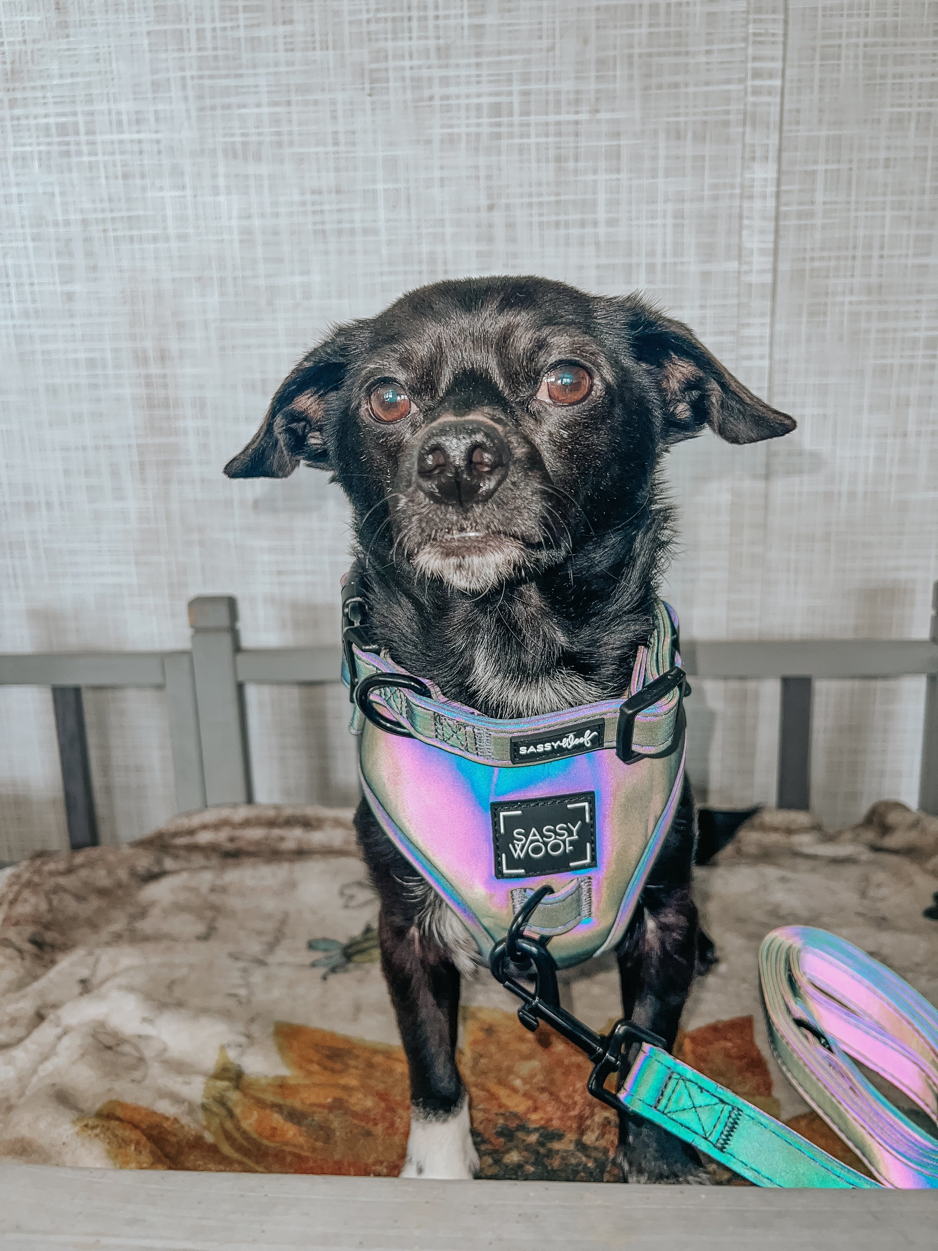 Dog Adjustable Harness - Reflection