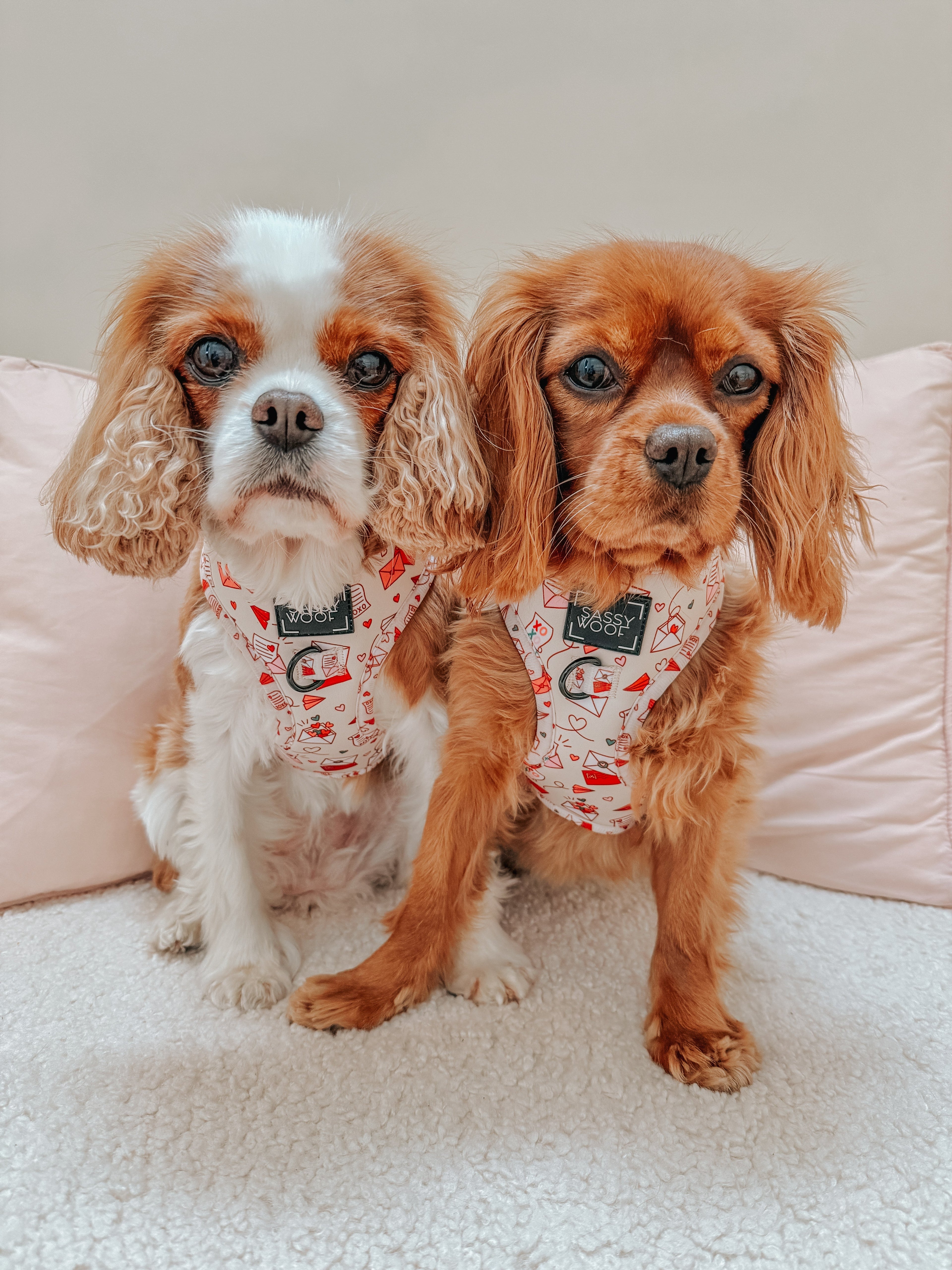 Dog Adjustable Harness - P.S. I Woof You