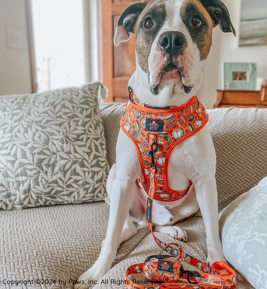 Dog Collar - Garfield™